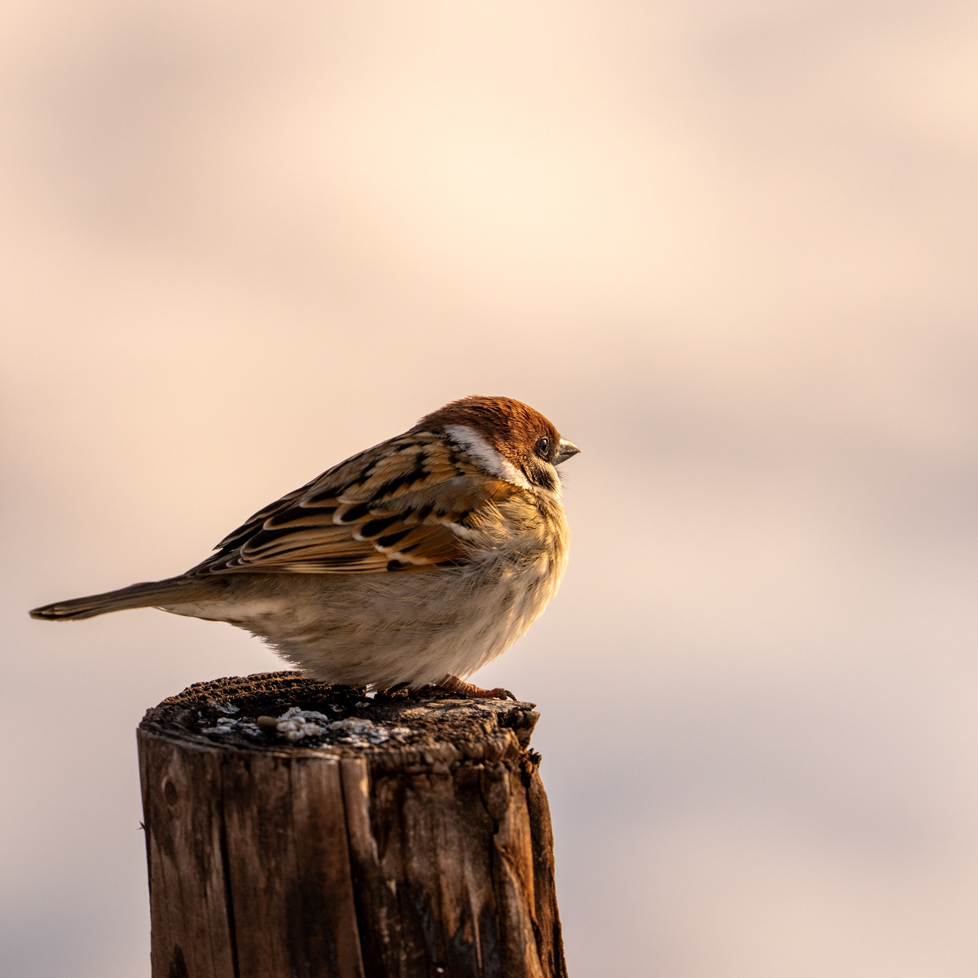 Eurasian Tree Sparrow