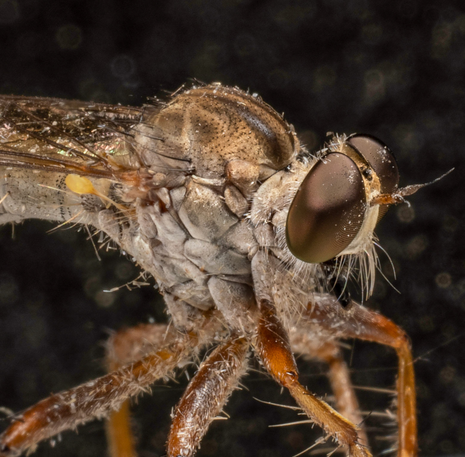 A robber fly from the family Asilidae seen near Austin, Texas on September 24th, 2022.