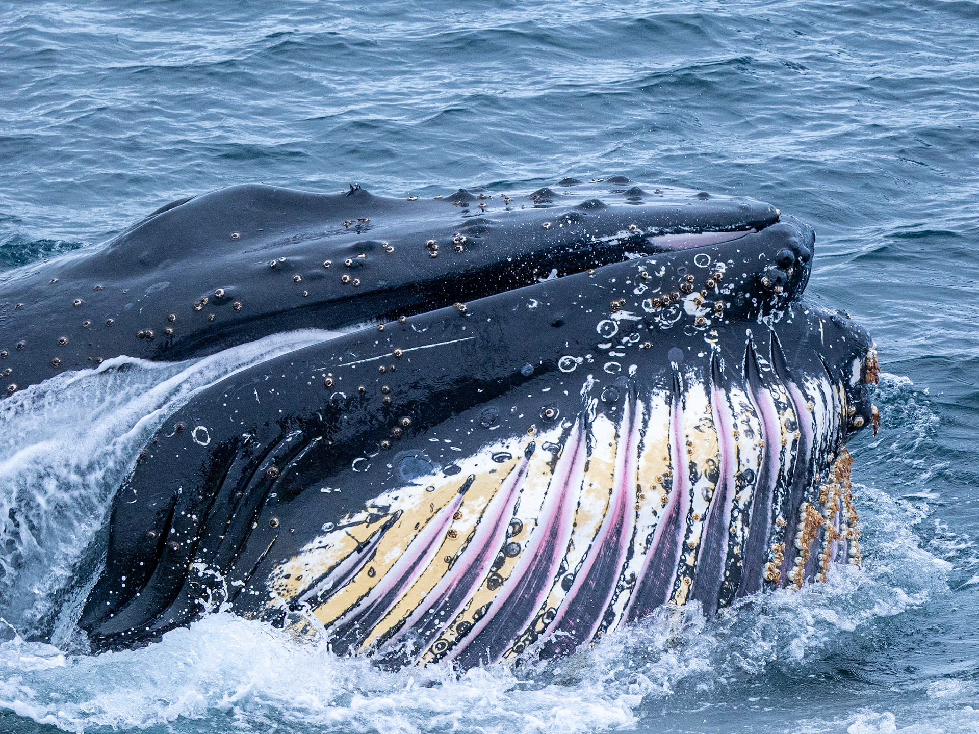 Humpback Whale, Antarctica