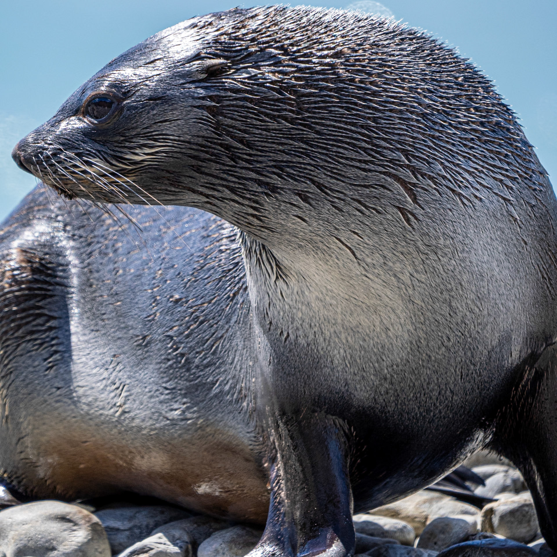 Antarctic Fur Seal, South Georgia