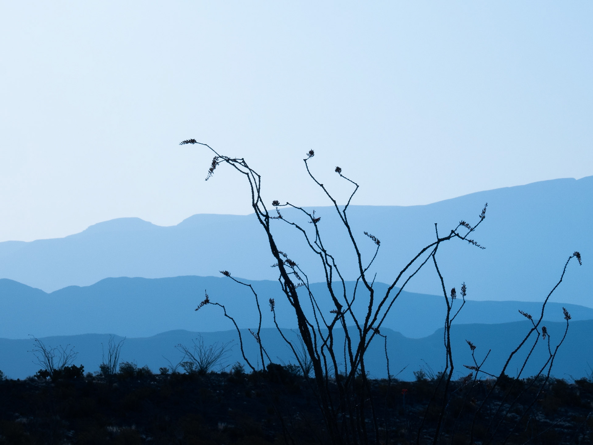 Spires of an ocotillo plant seen silhouetted against the layered landscape of Big Bend National Park on the morning of April 29th, 2022.