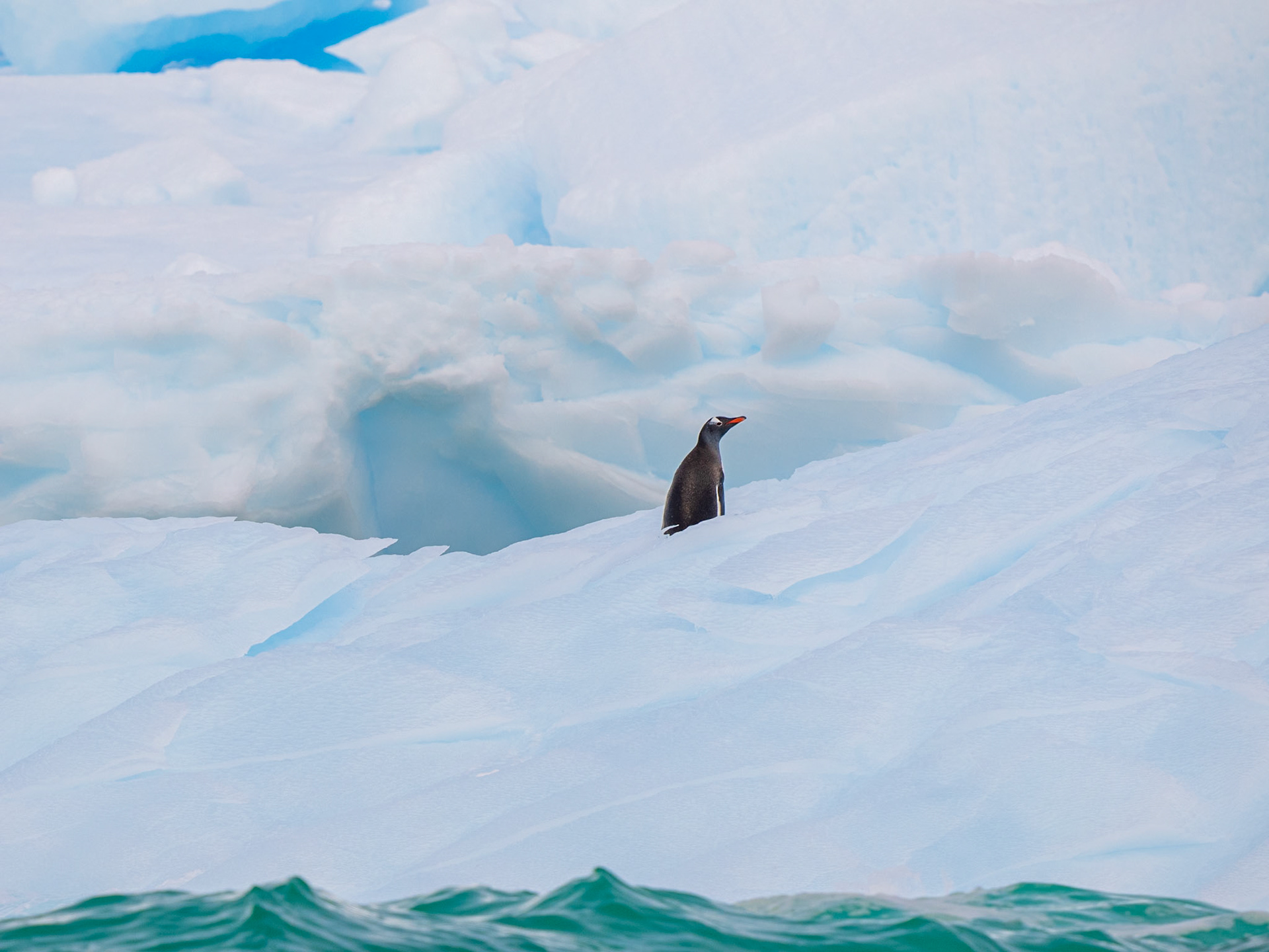 Gentoo Penguin on an Iceberg, Petermann Island