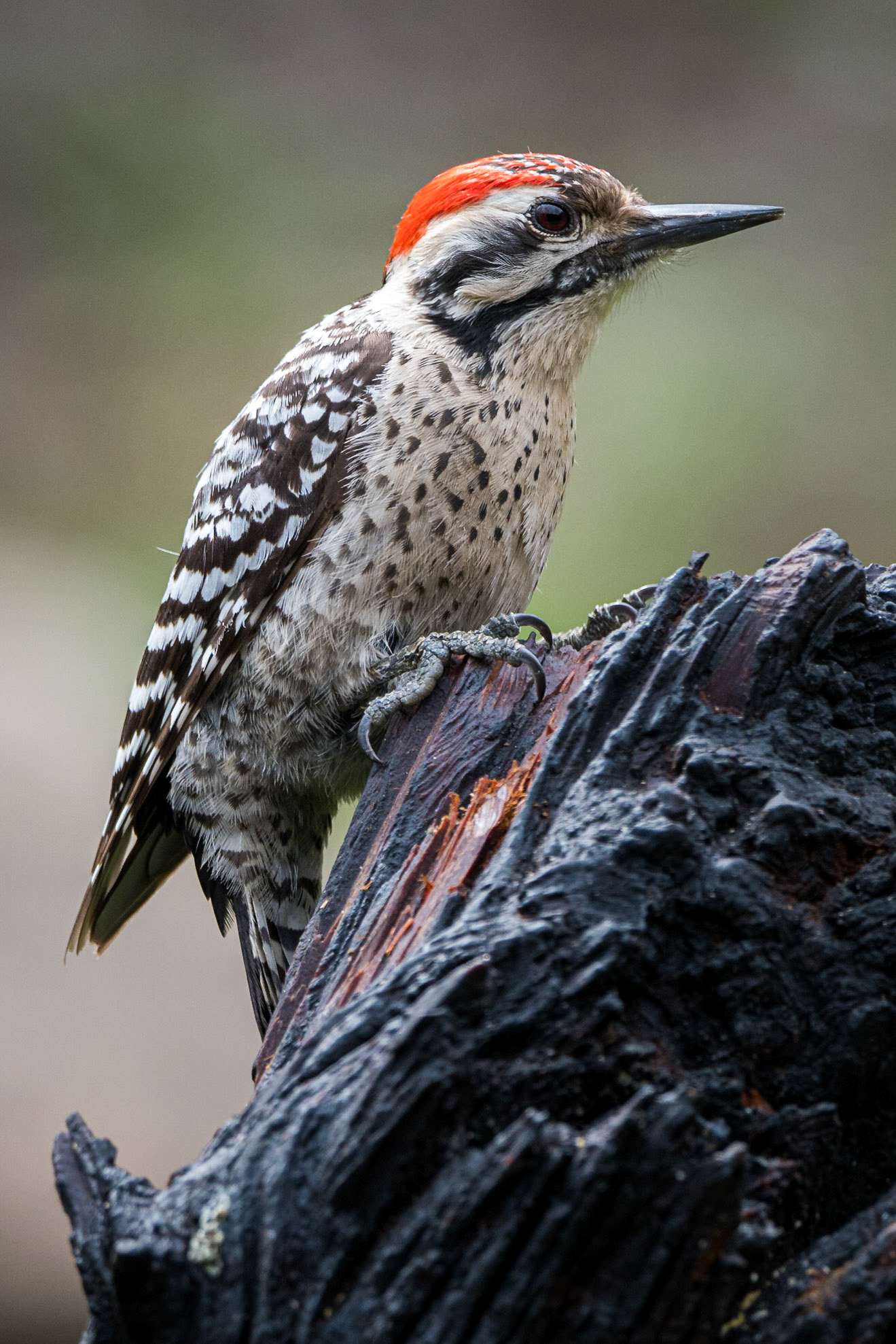 A male Ladder-Backed Woodpecker (Dryobates scalaris) seen at Pedernales Falls State Park near Johnson City, Texas.