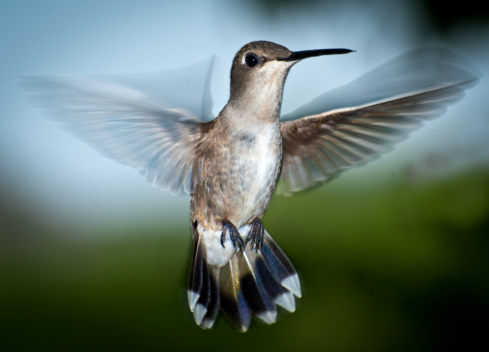 A female Black Chinned Hummingbird (Archilochus alexandri) in flight.  The photo was taken in South Llano River State Park near Junction, Texas.