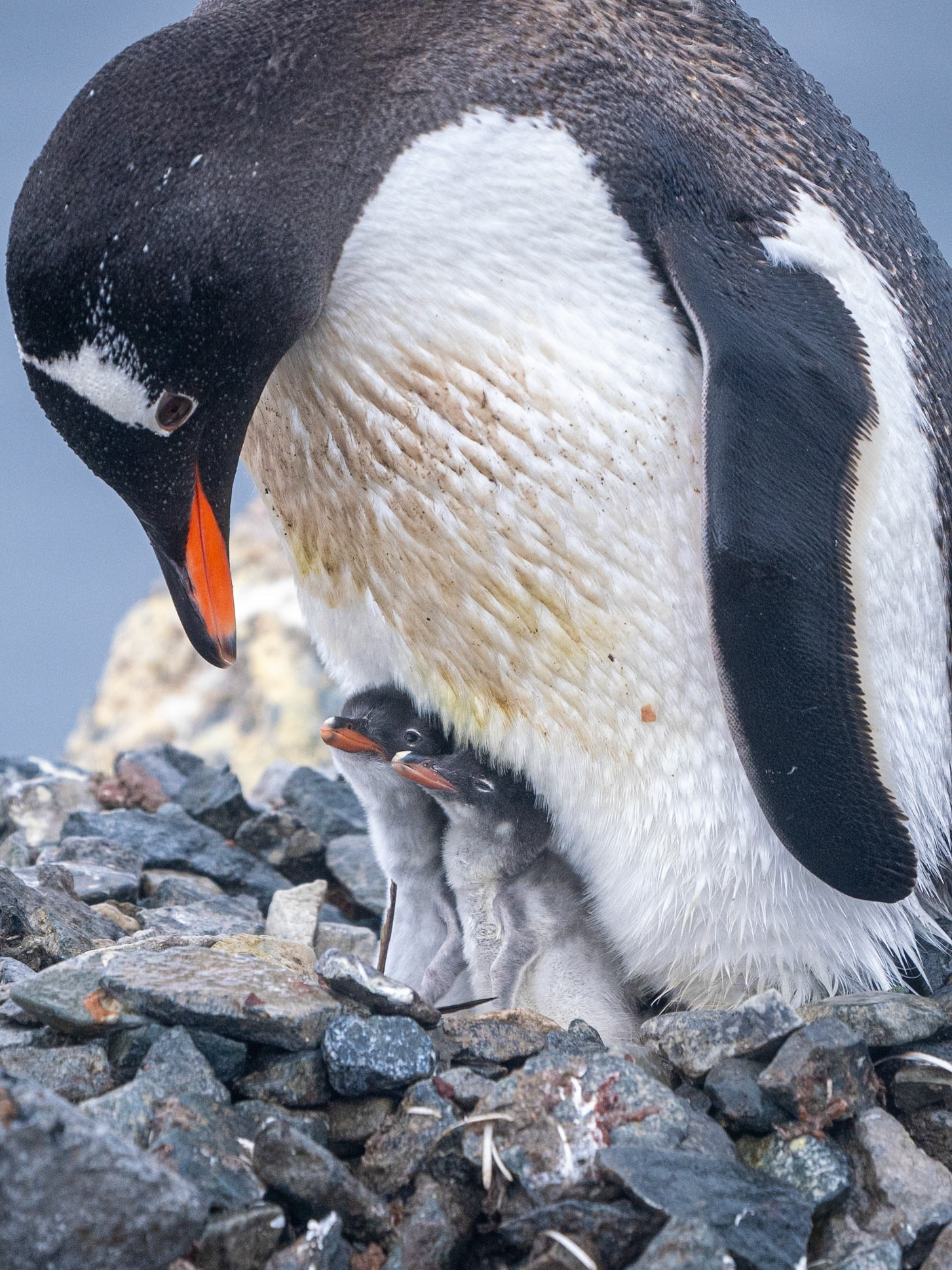 Gentoo Penguin & Chicks, Antarctica