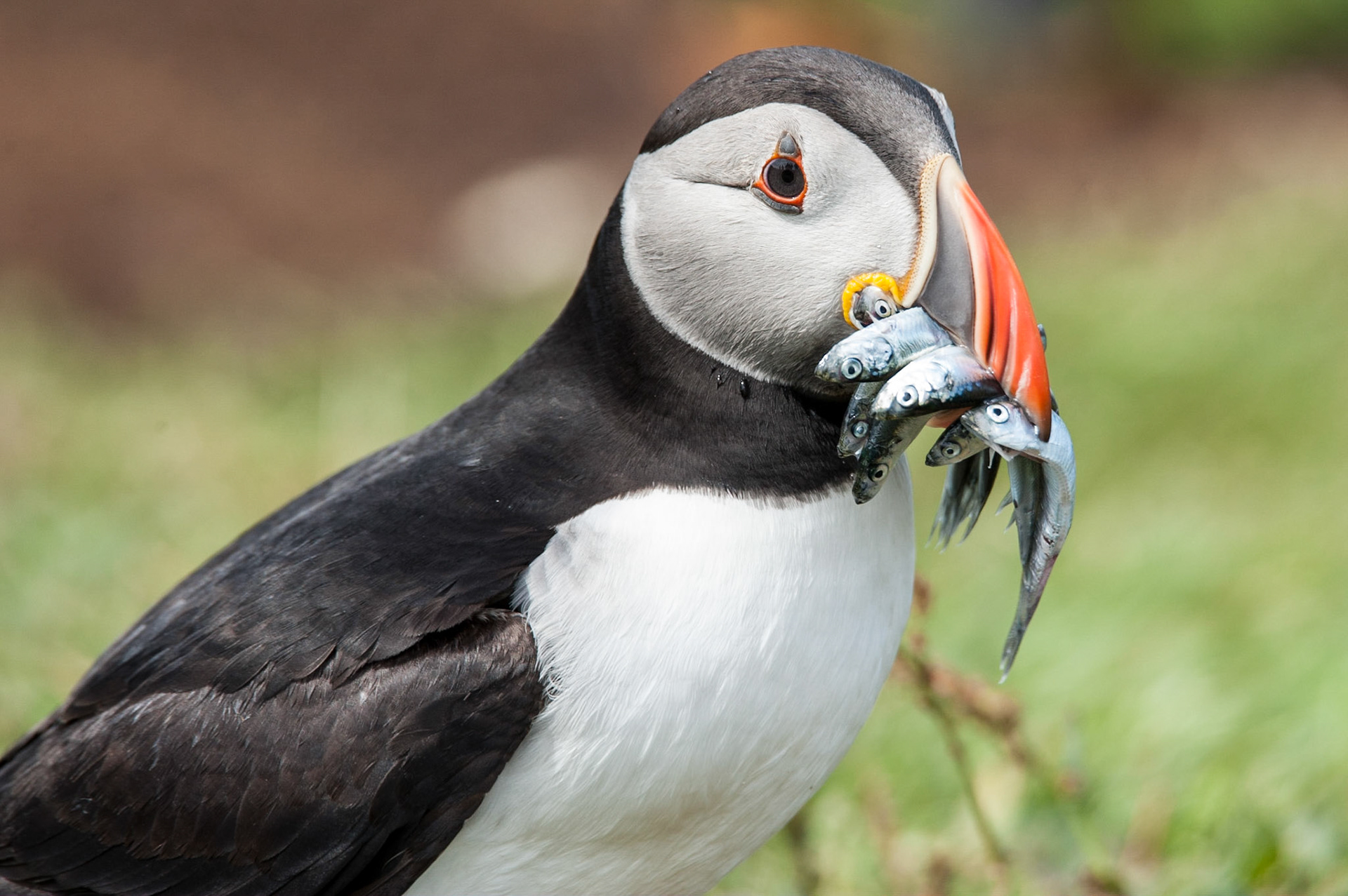 An Atlantic puffin (Fratercula arctica) with a beak full of fish as seen on the island of Lunga in the Treshnish Isles off Scotland's west coast.