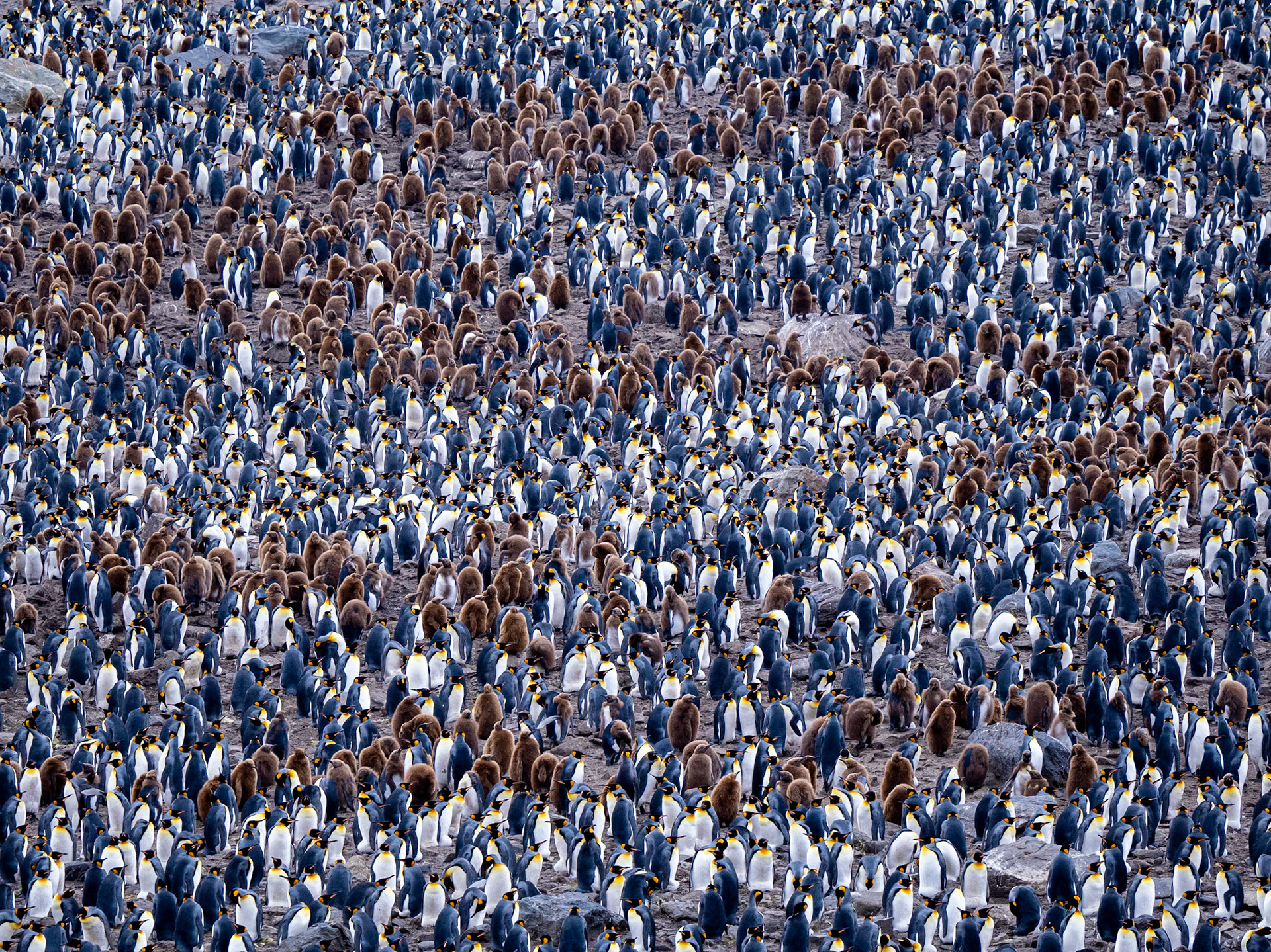Penguin Patterns, South Georgia