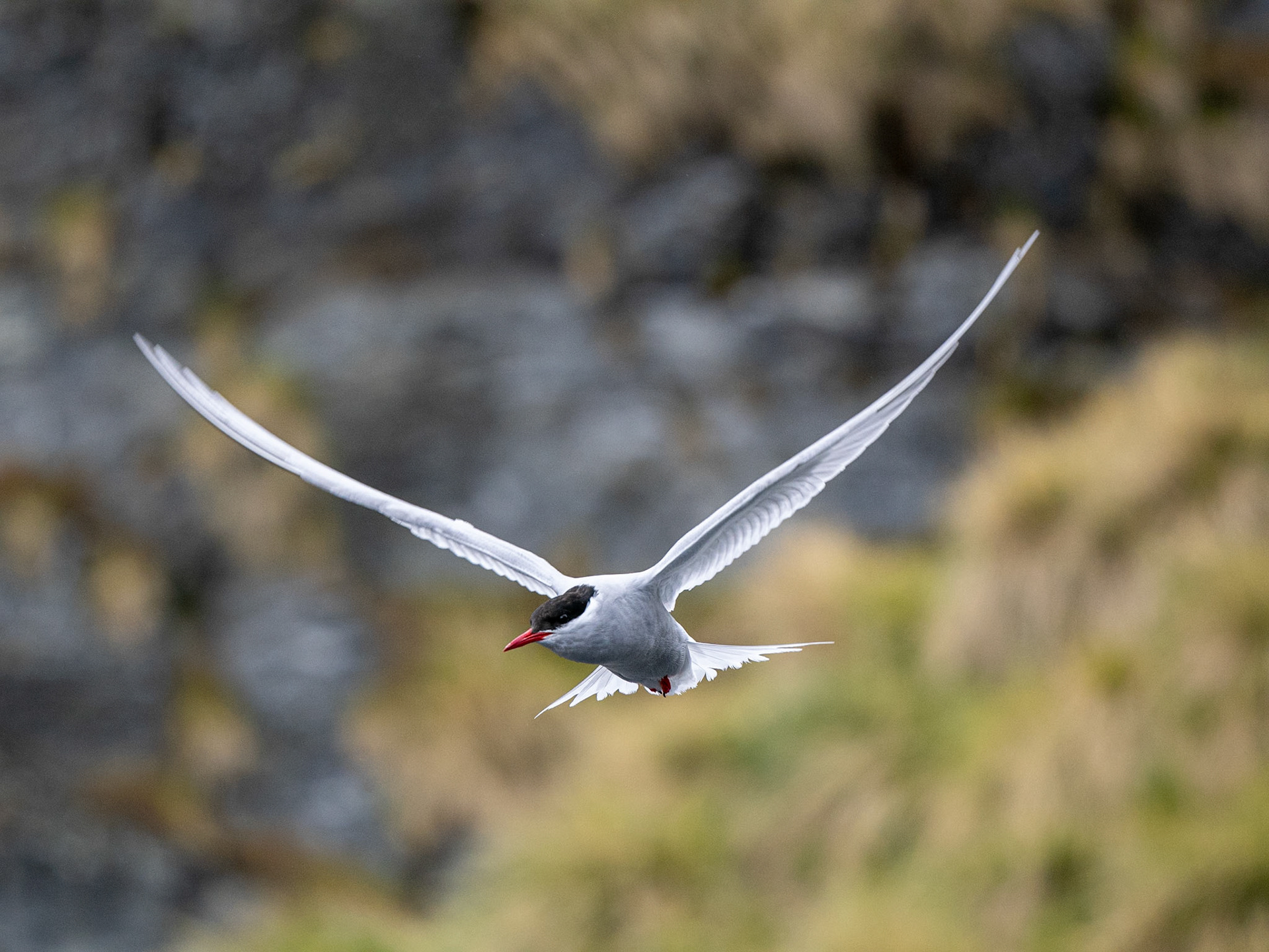 Antarctic Tern, South Georgia
