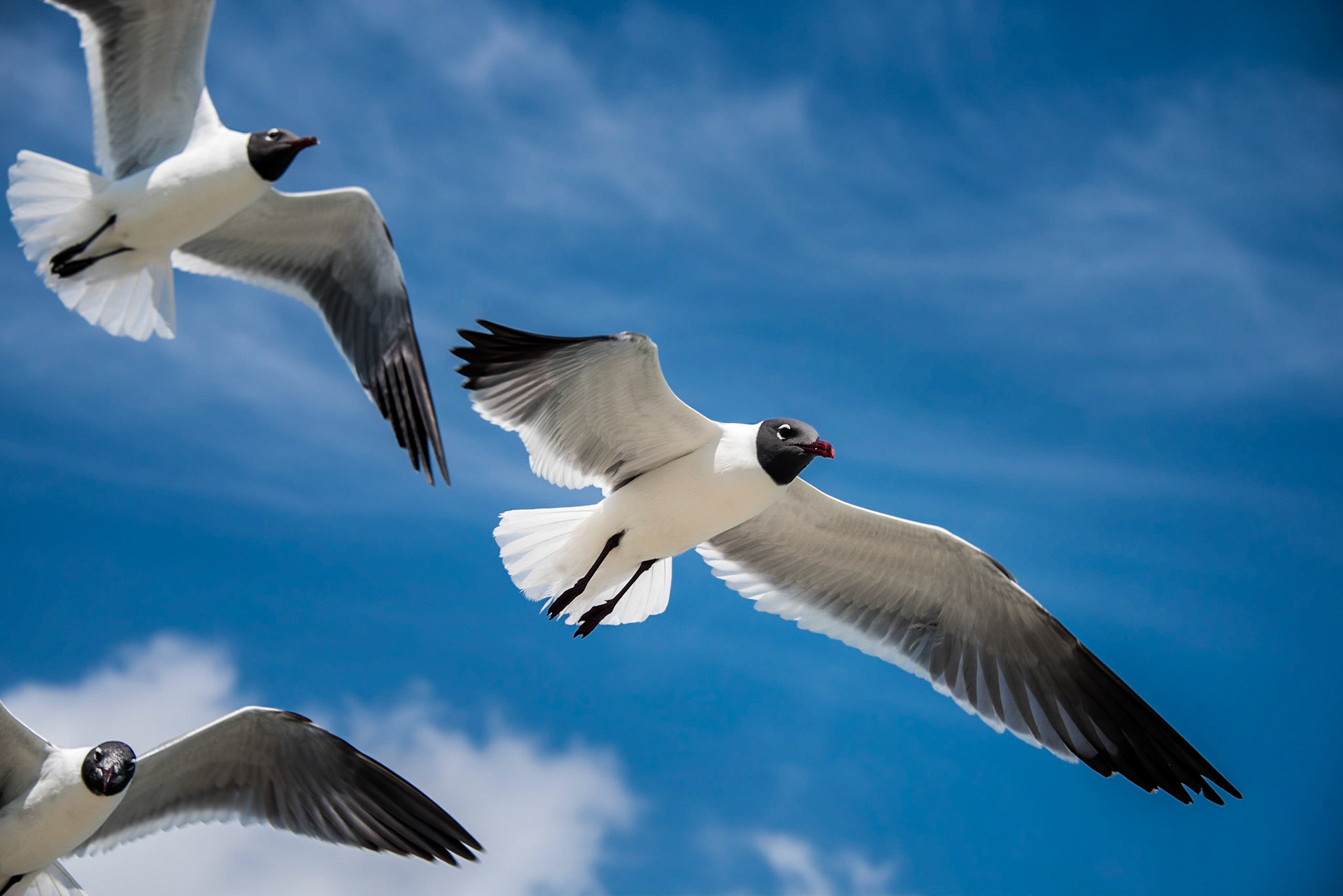 Laughing gulls (Leucophaeus atricilla) soaring in the sea breeze in Corpus Christi, Texas.