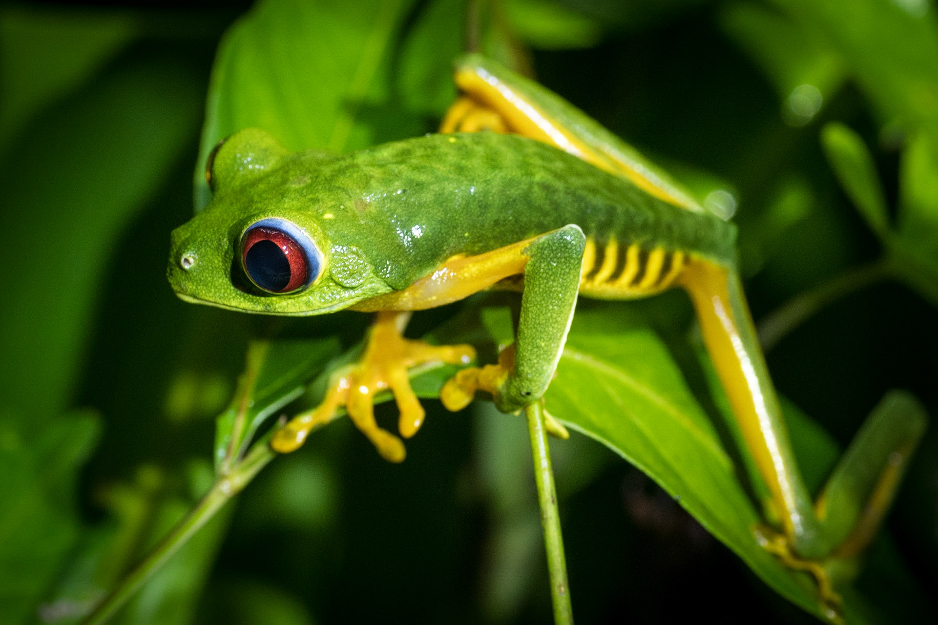 A red-eyed tree frog (Agalychnis callidryas) seen in the Rainmaker Forest Preserve near Quepos, Costa Rica.