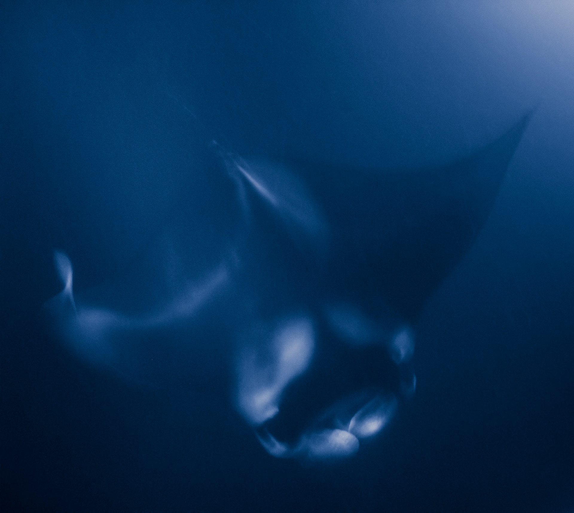 A manta ray flies through the water at night while illuminated by the beams of dive lights.