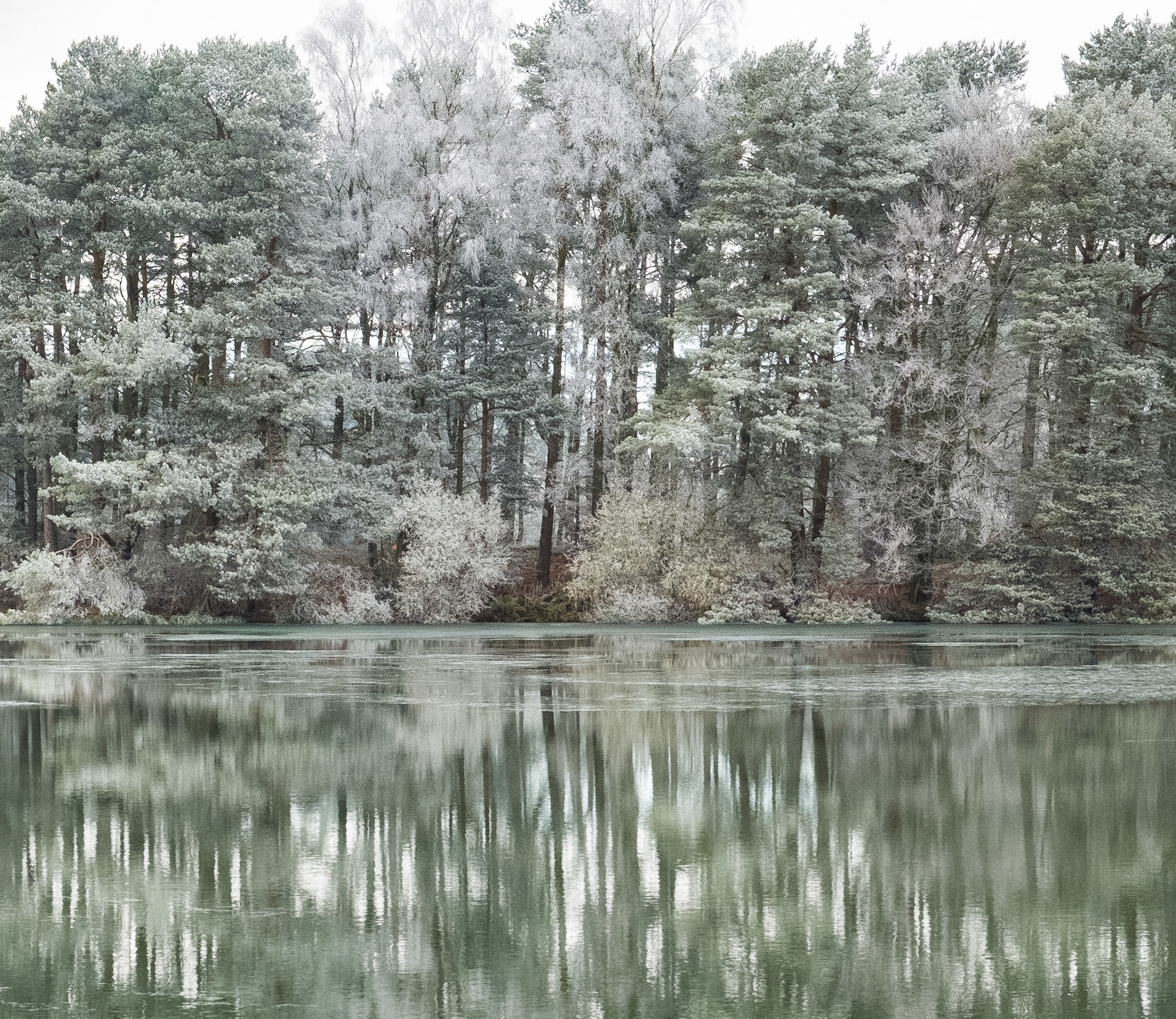 Frost-covered trees at Lanark Loch, Scotland.