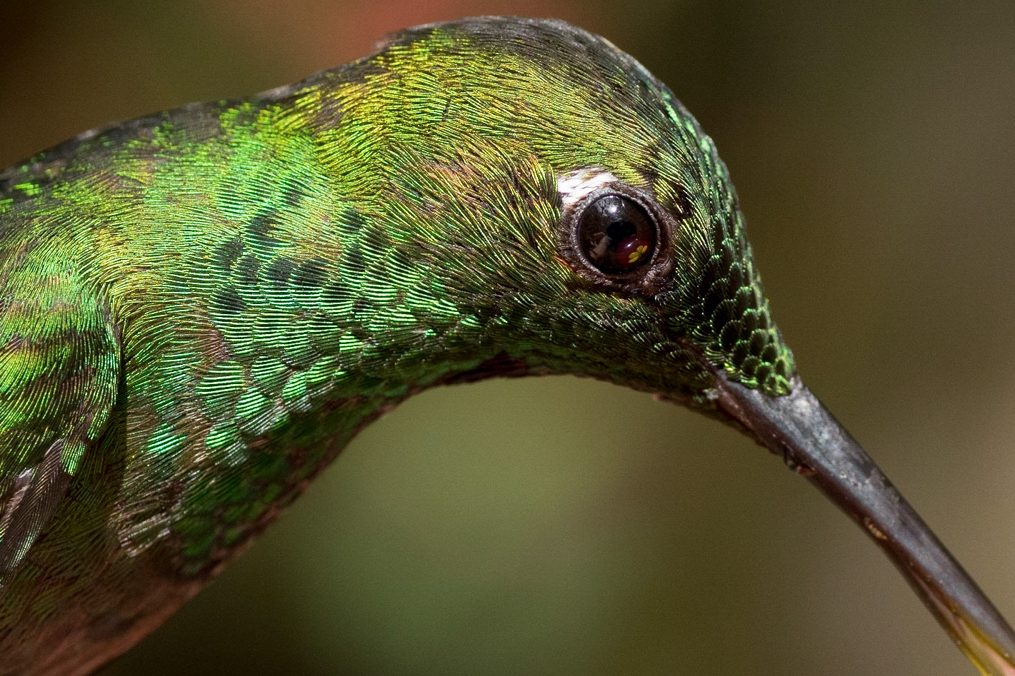 A macro shot of the head of a scaly-breasted hummingbird (Phaeochroa cuvierii) seen while feeding in the Selvatura Park hummingbird garden in Costa Rica.