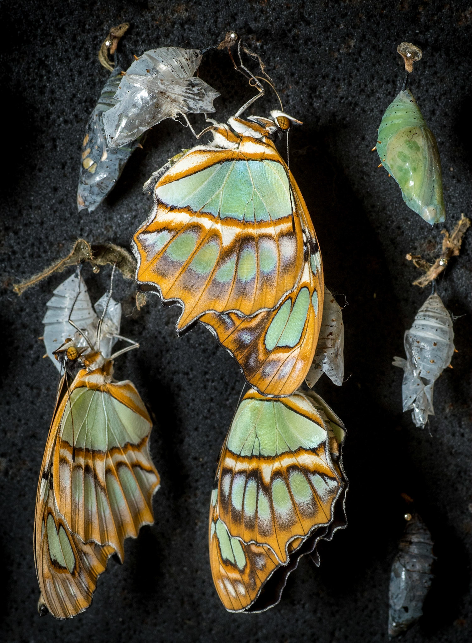 Malachite butterflies (Siproeta stelenes) recently emerged from their chrysalises at the Selvatura Park Butterfly Garden in Costa Rica.