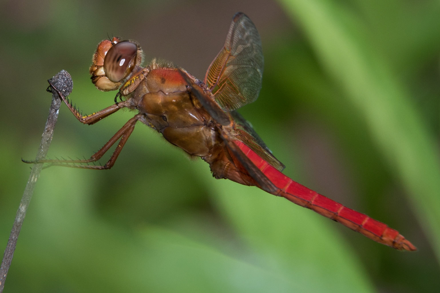 A flame skimmer dragonfly (Libellula saturata) seen at the Lady Bird Johnson Wildflower Center in Austin, Texas.