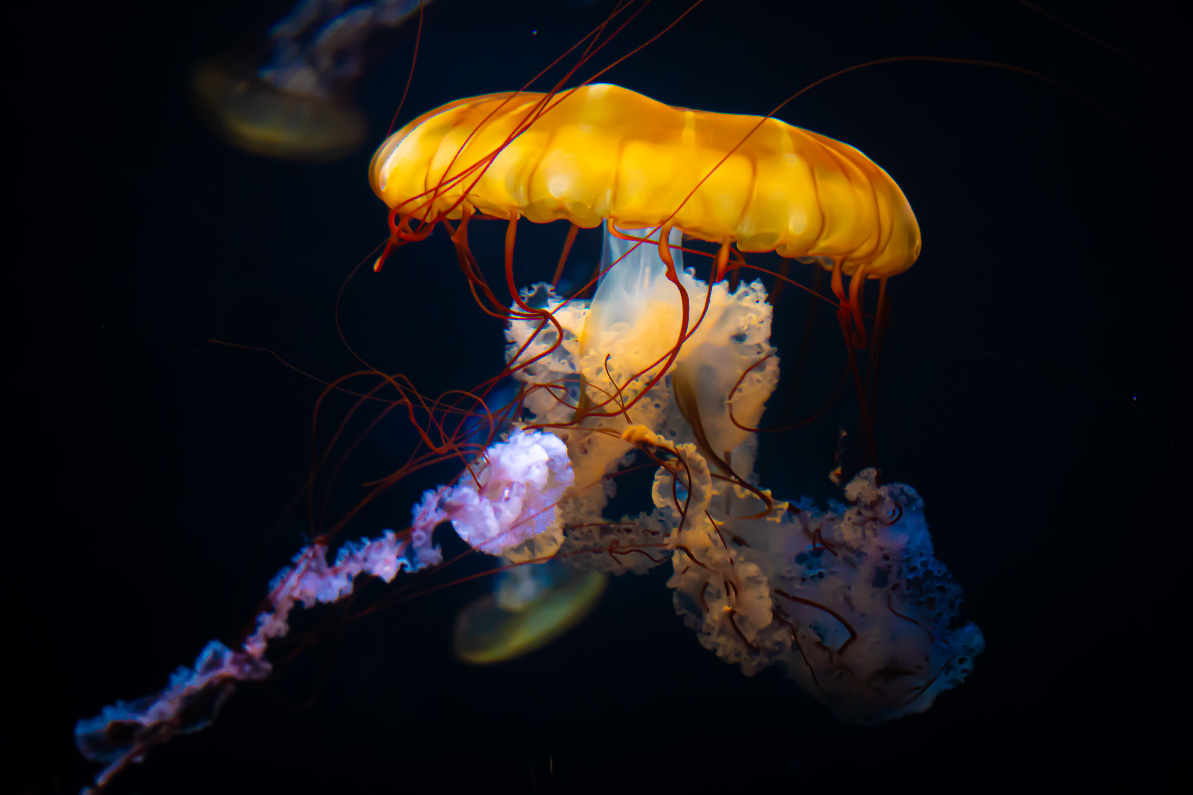 'Jelly Rave' Tenerife