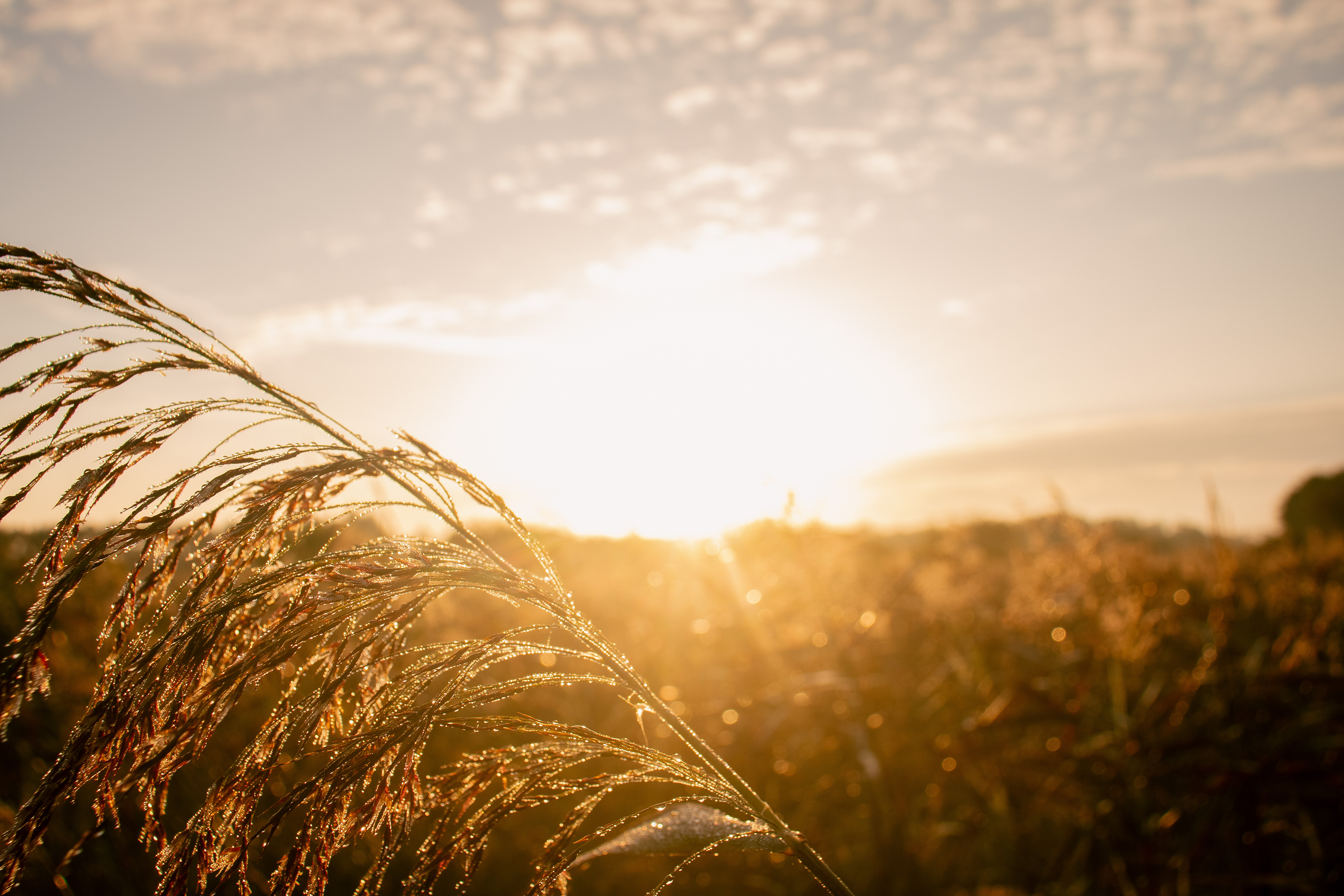 'Suns Wrath' Rathconrath, Westmeath, Ireland