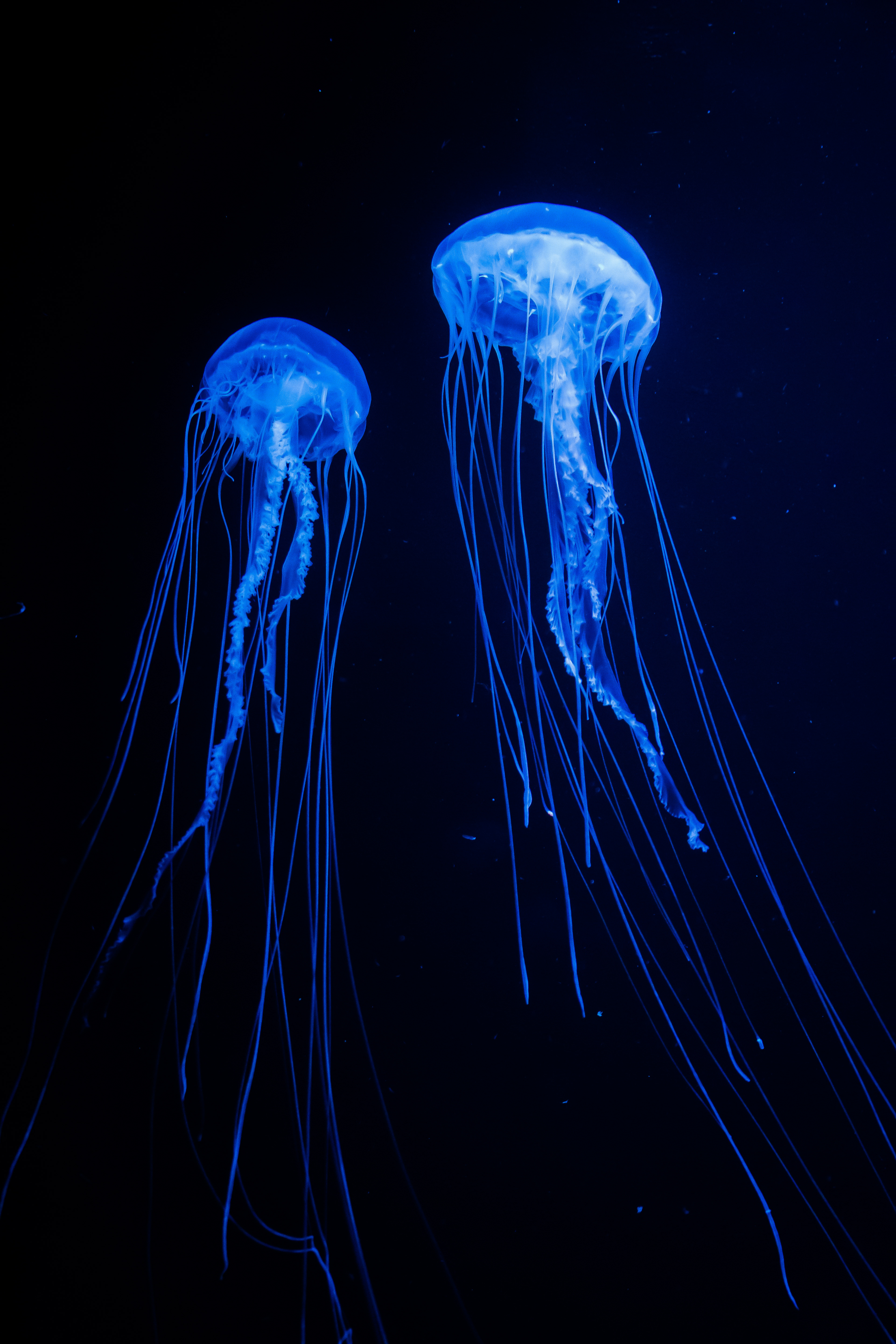 'Neo Jelly Partners' Tenerife