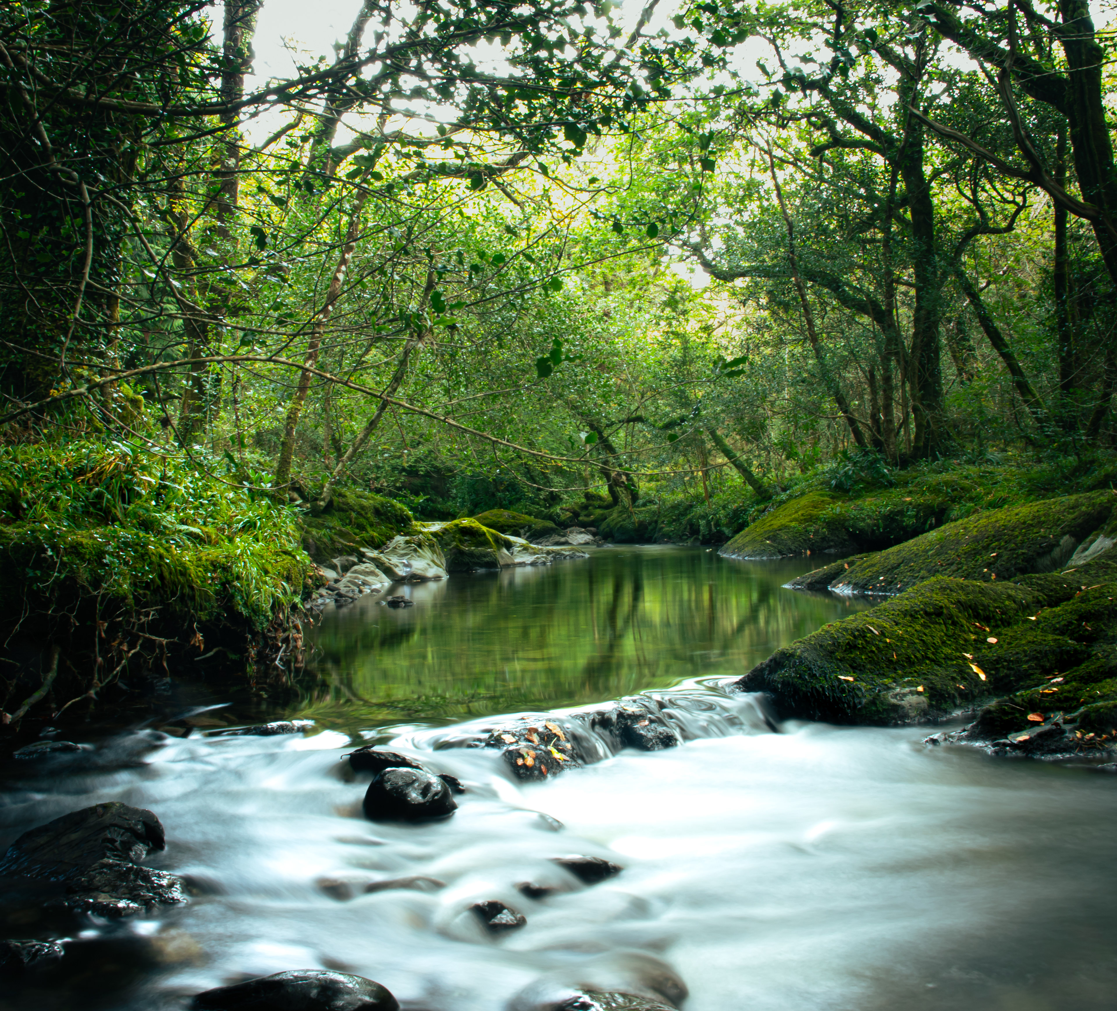 'River Reflections' Glengarriff Woods, Ireland