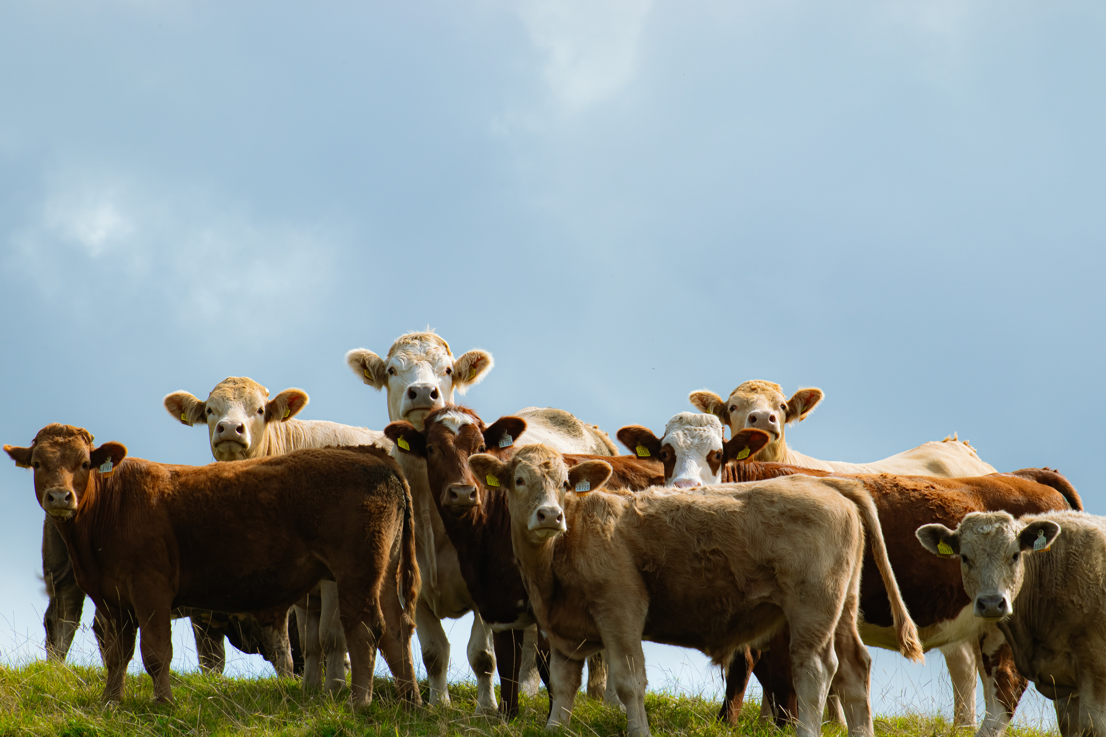 'Squad.' Athlone, Ireland