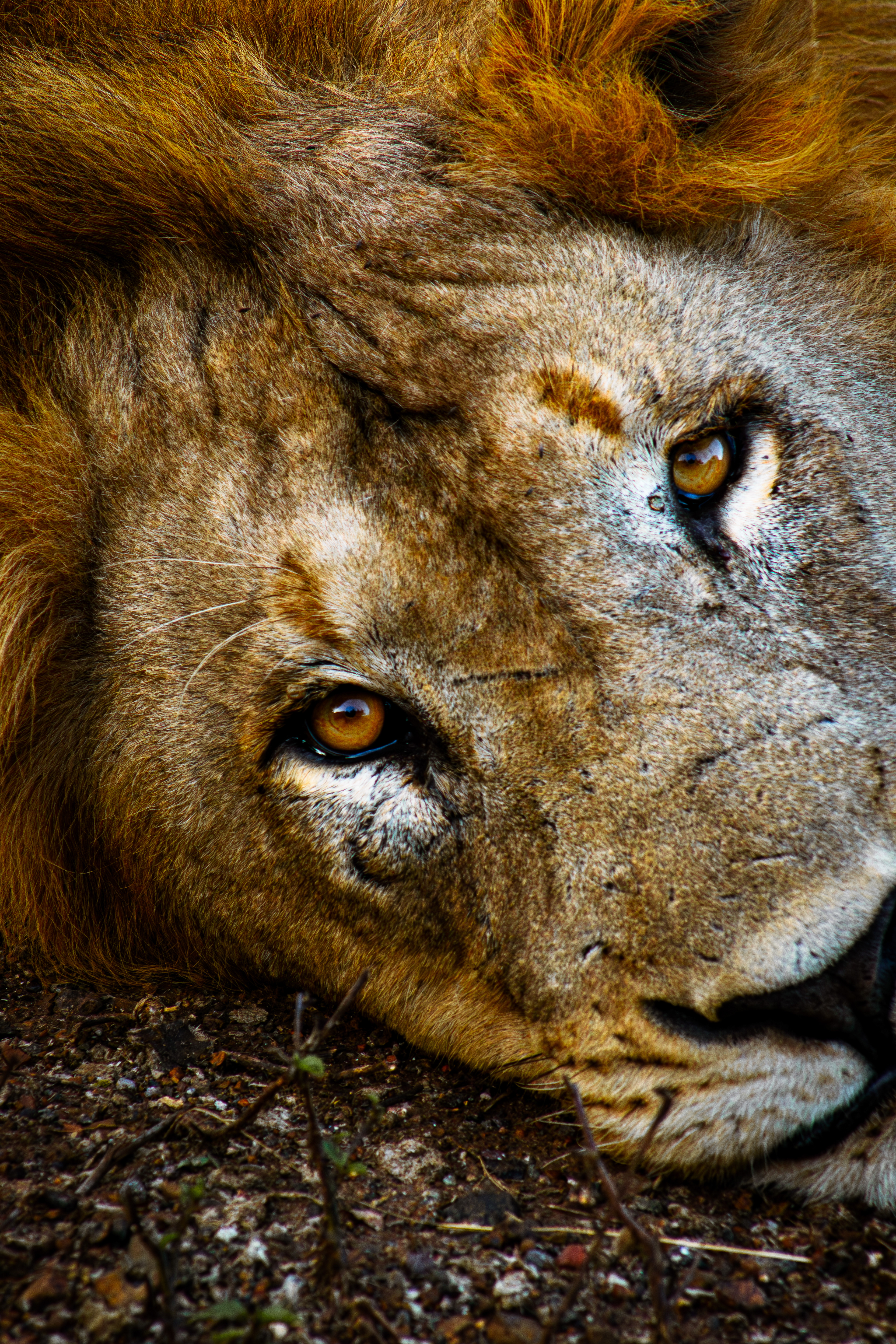 'A face that paints a thousand words' South Africa