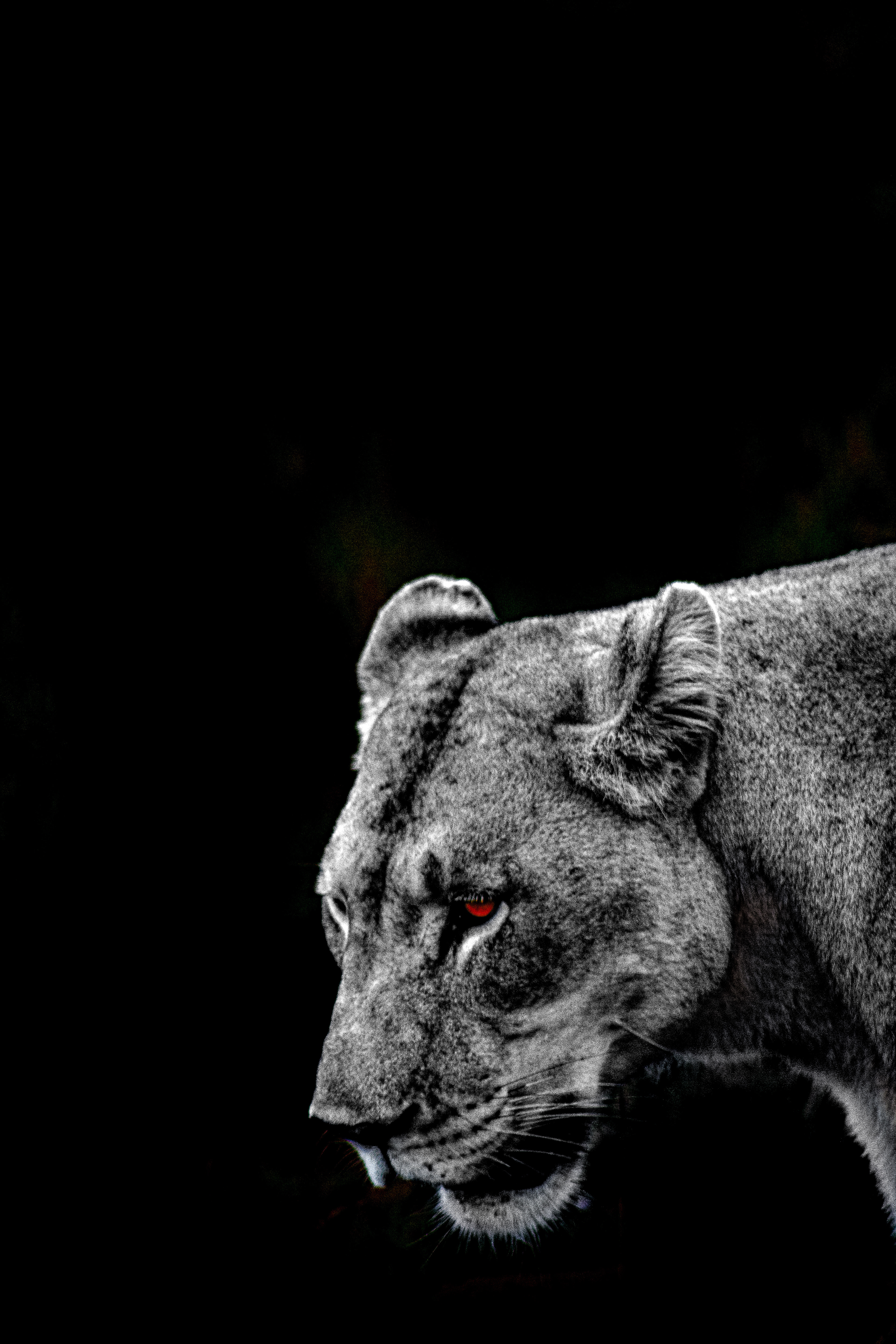 'Experimental Blood Lust' South Africa