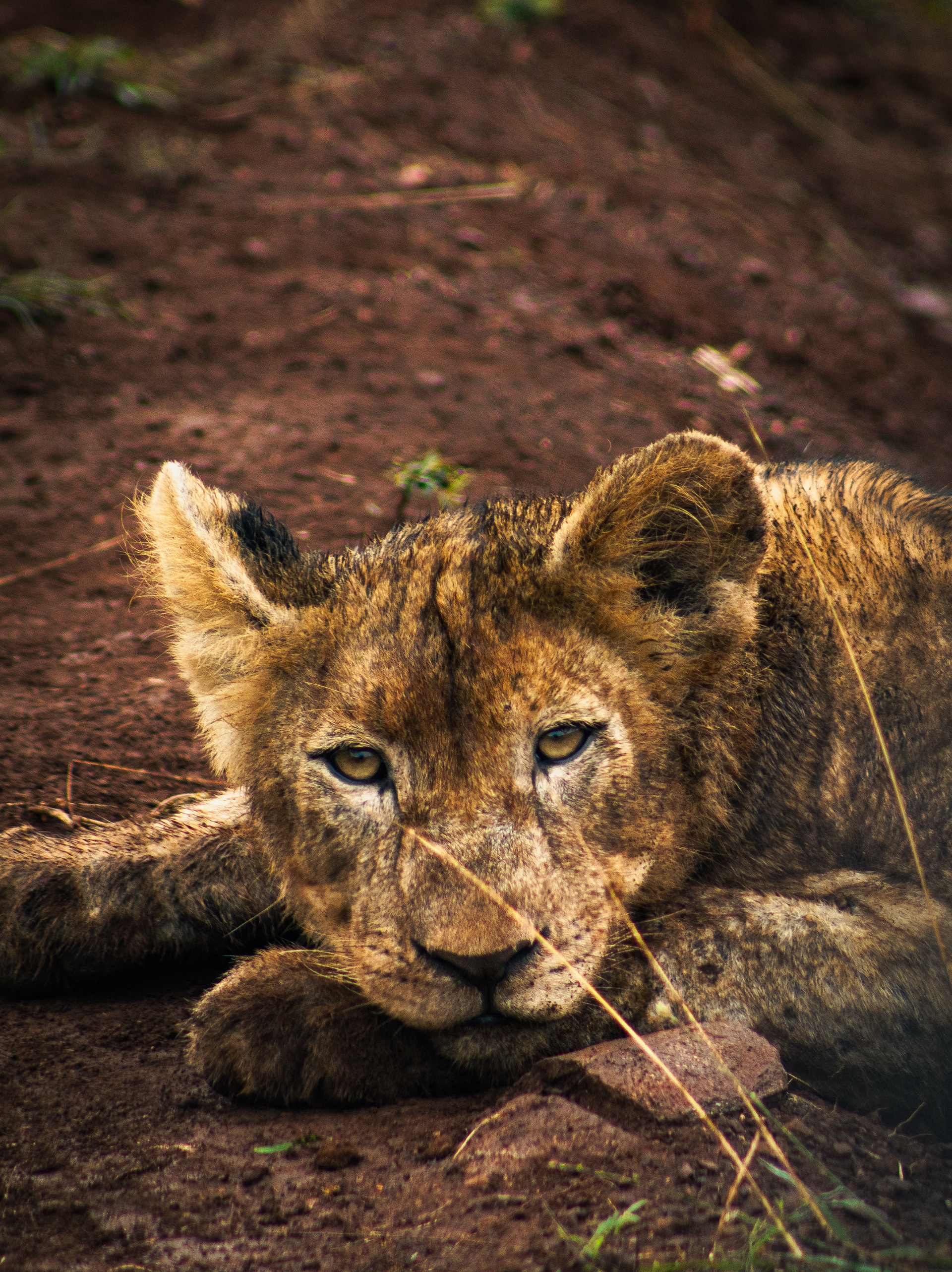 'Curious Little Cub' South Africa