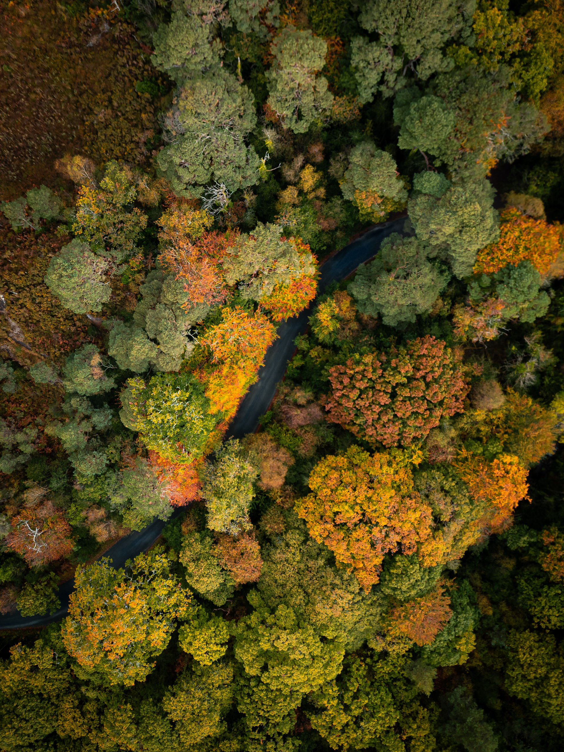 'Autumn Roads' Glengarriff Woods, Ireland