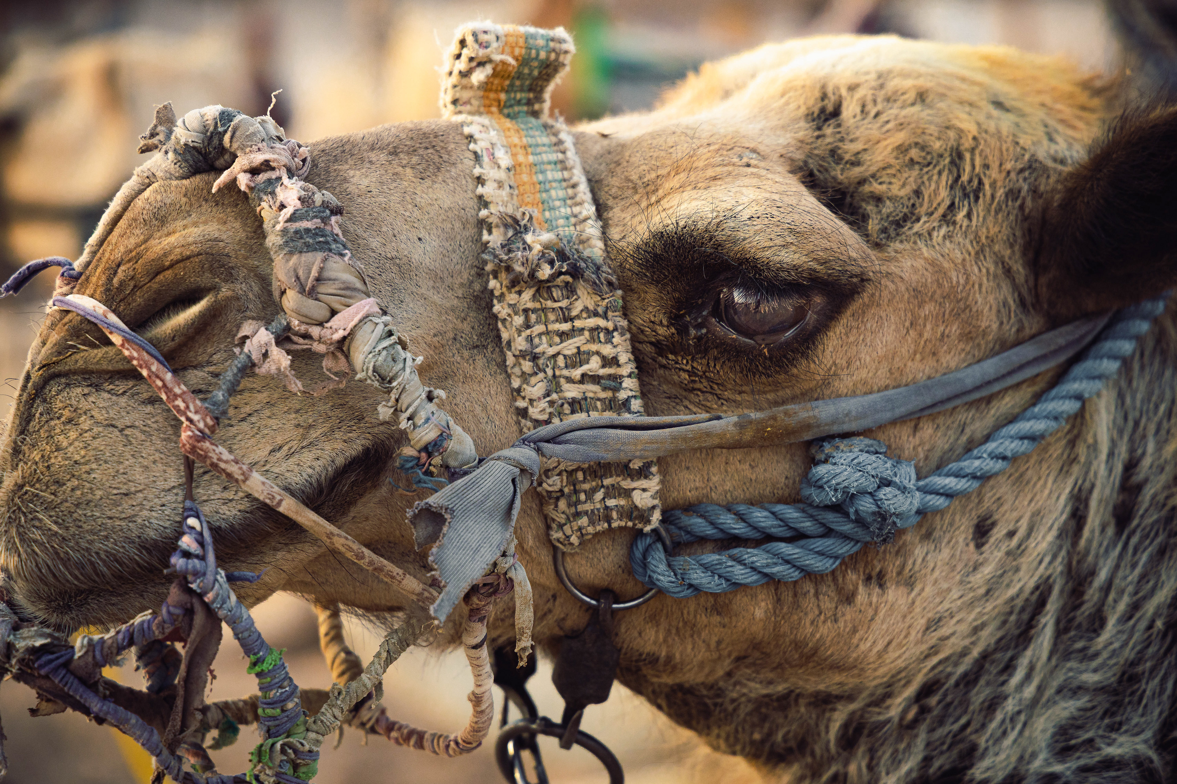 'Camel' - Egypt