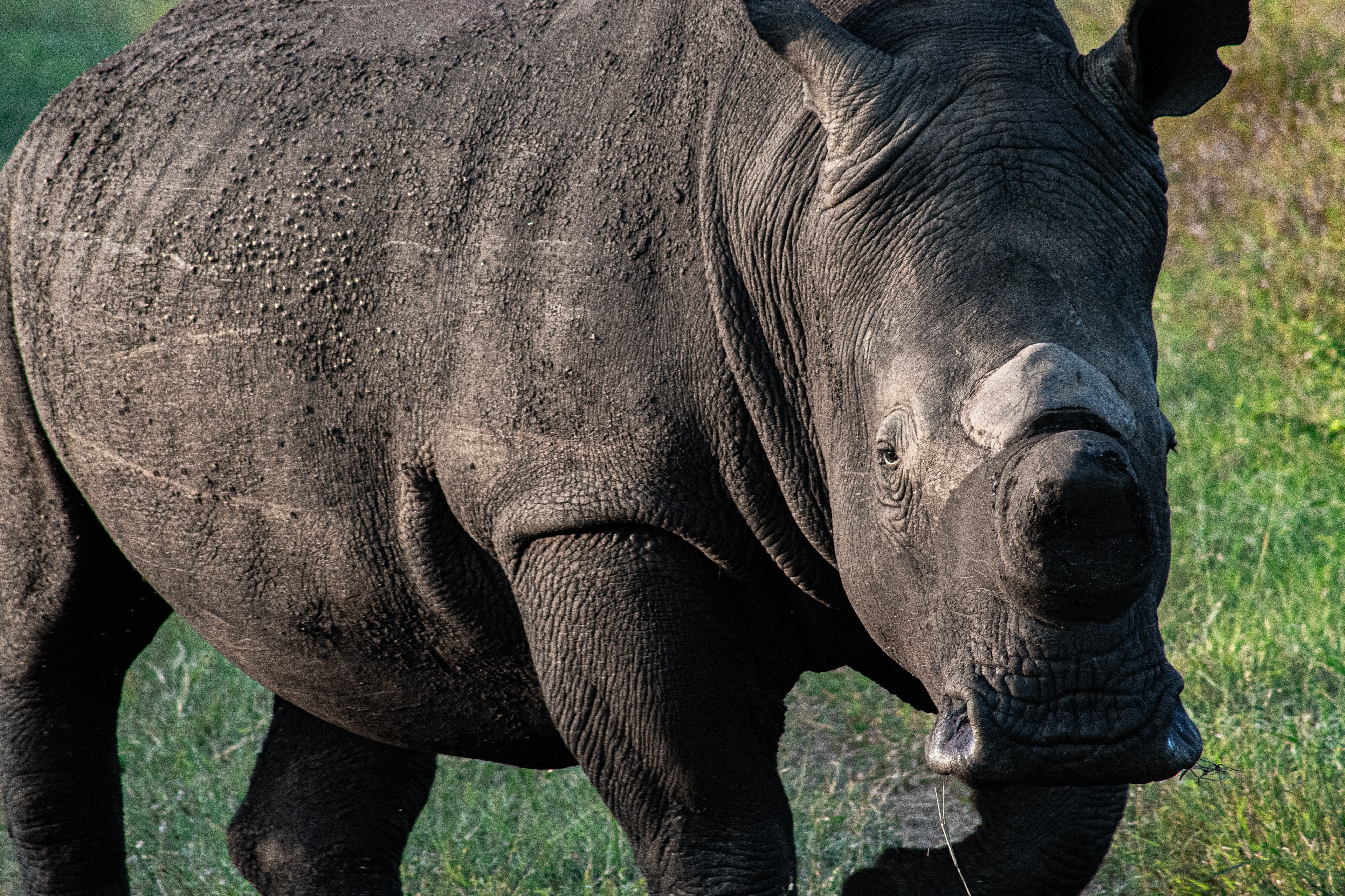 'Big Daddy' South Africa