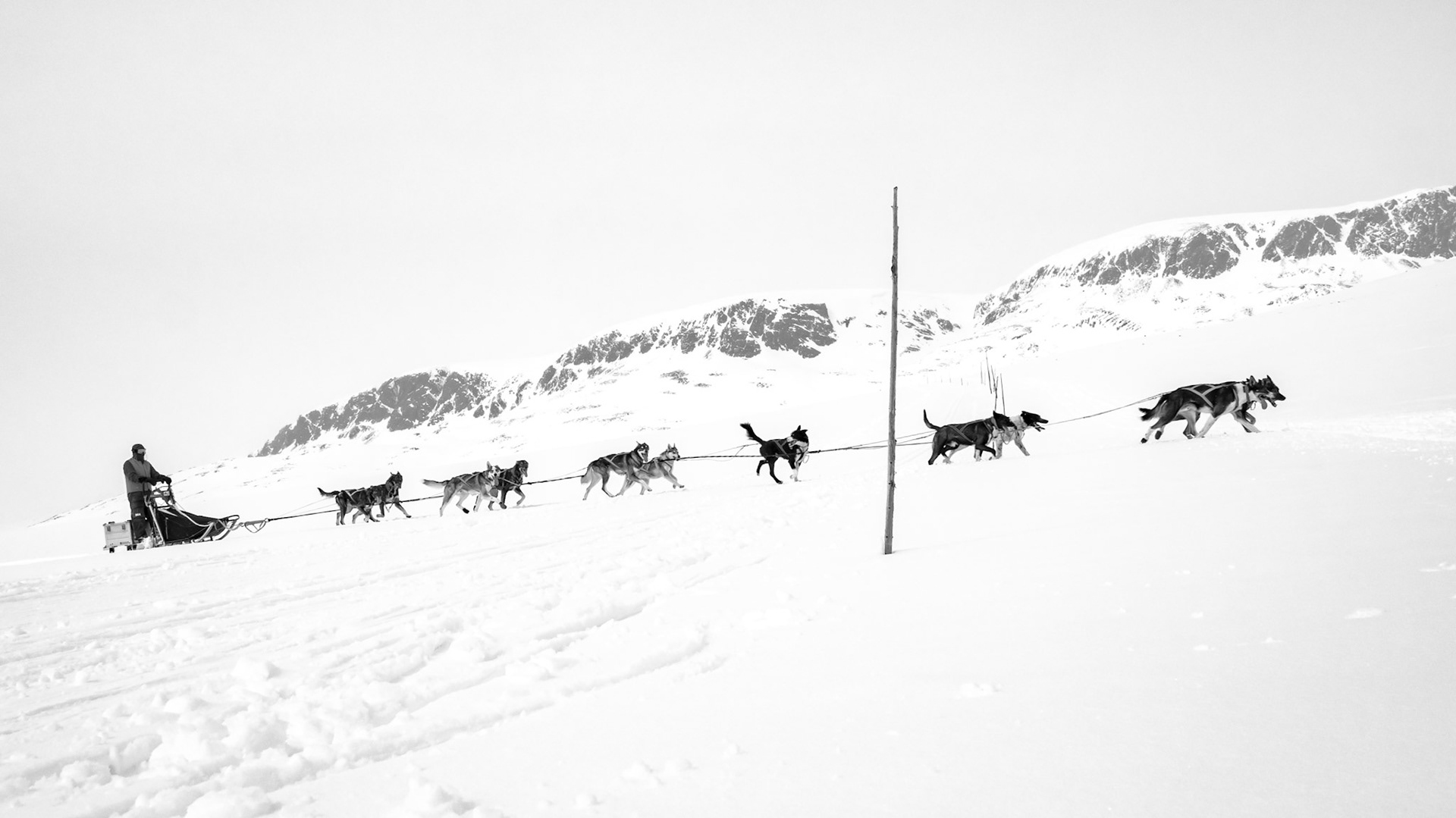 Hallingskarvet/Dogs/Human (Available from NOK 9000, depending on size and print material*)