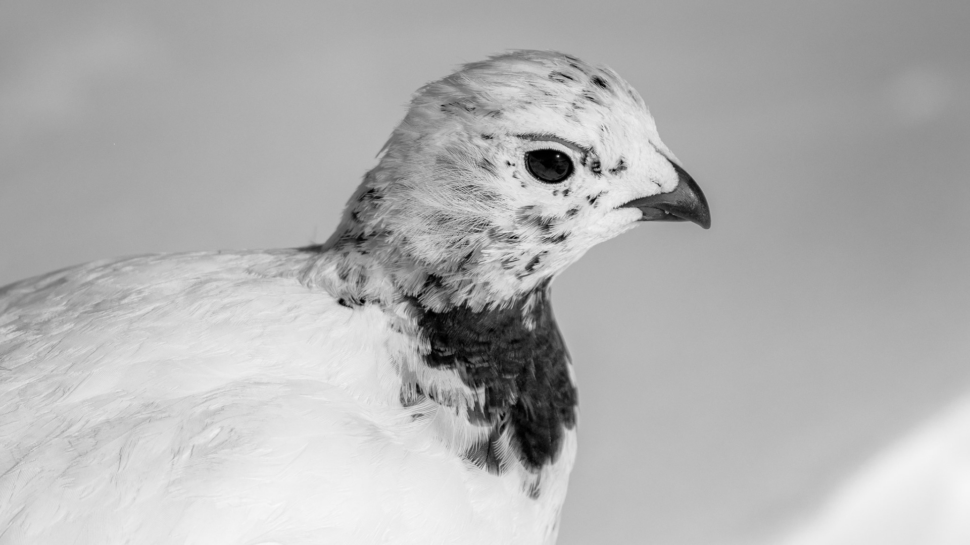 Hallingskarvet/Rype/Ptarmigan (Available from NOK 9000, depending on size and print material*)