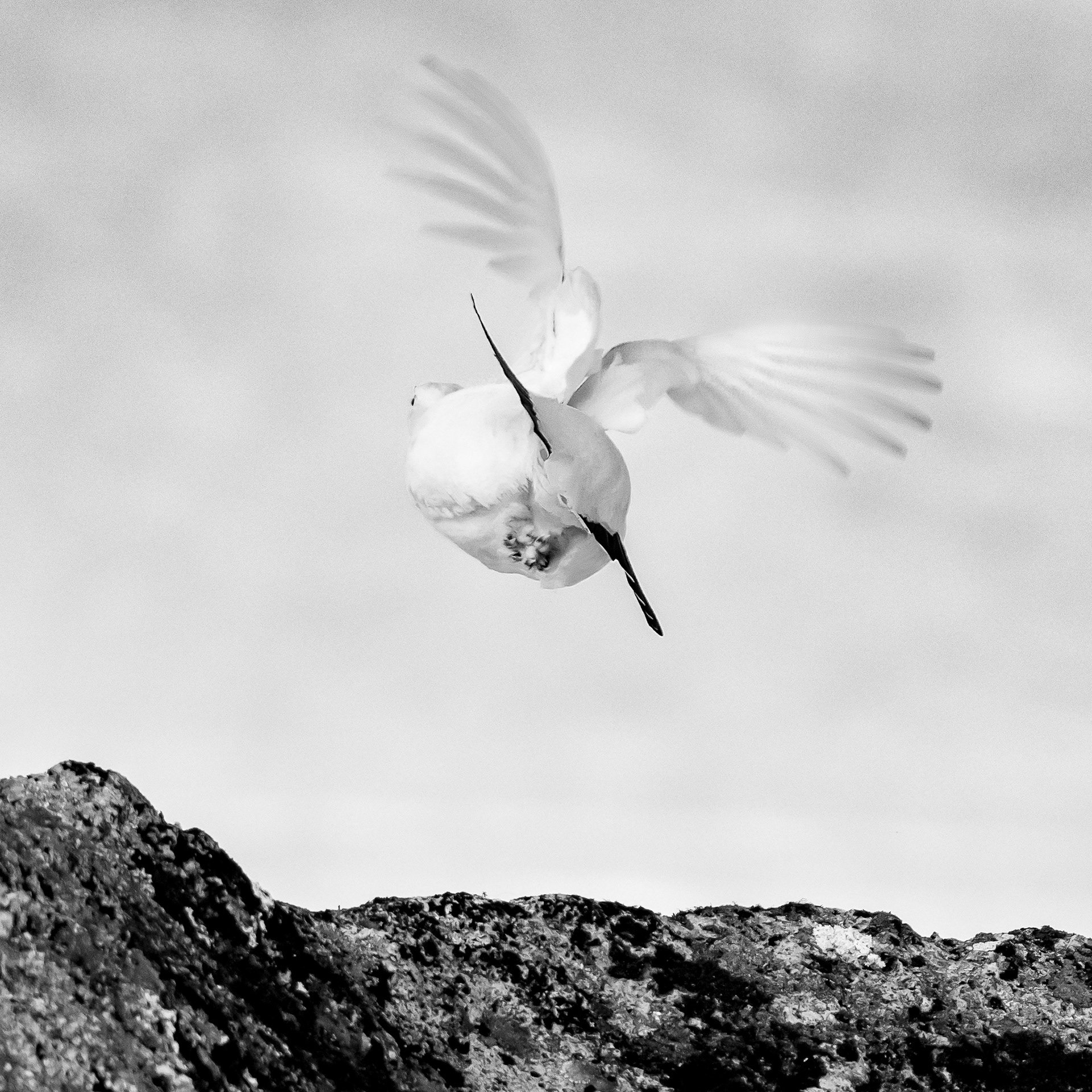 Ptarmigan/Takeoff. Claws uUp, Bank Starboard