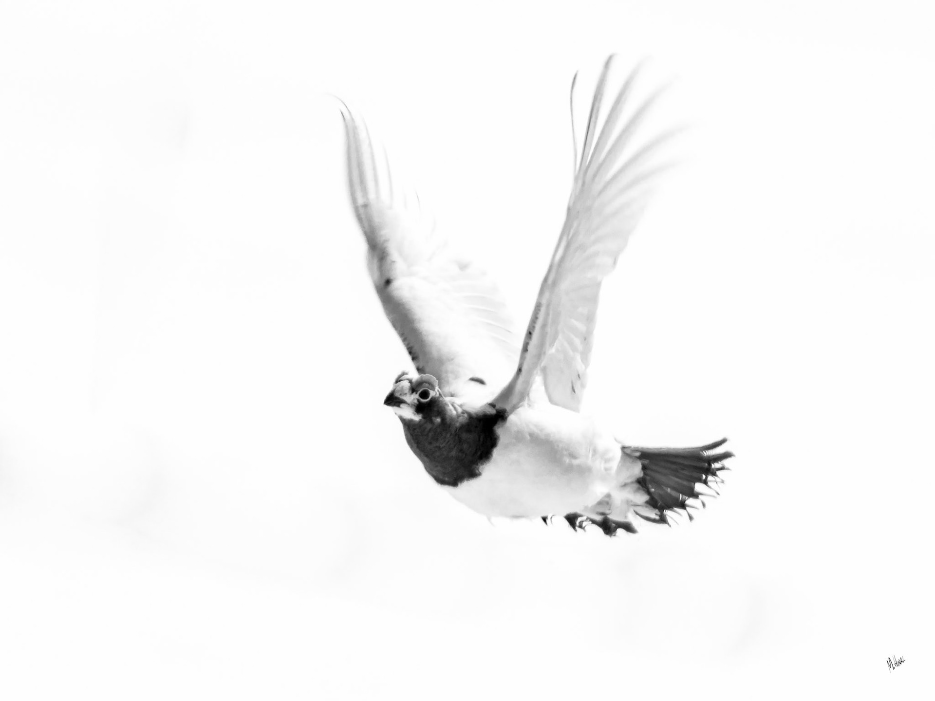 Hallingskarvet/Rype/Ptarmigan (Available from NOK 9000, depending on size and print material*)