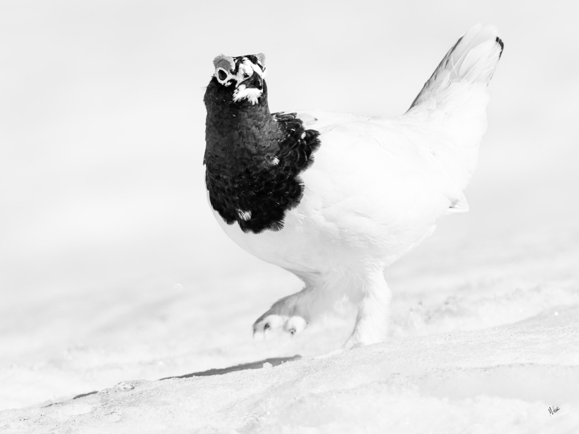 Hallingskarvet/Rype/Ptarmigan (Available from NOK 9000, depending on size and print material*)