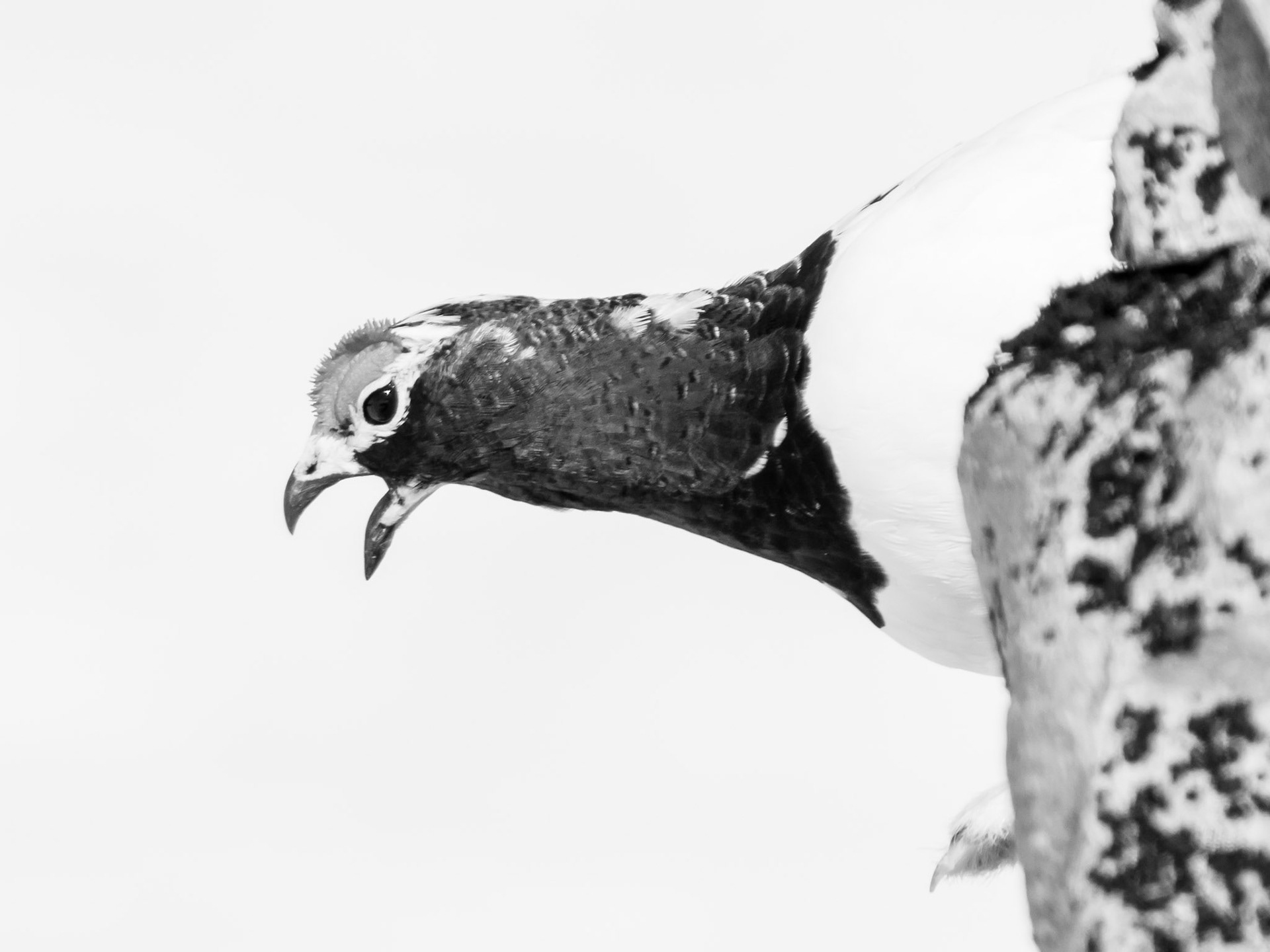 Hallingskarvet/Rype/Ptarmigan (Available from NOK 9000, depending on size and print material*)