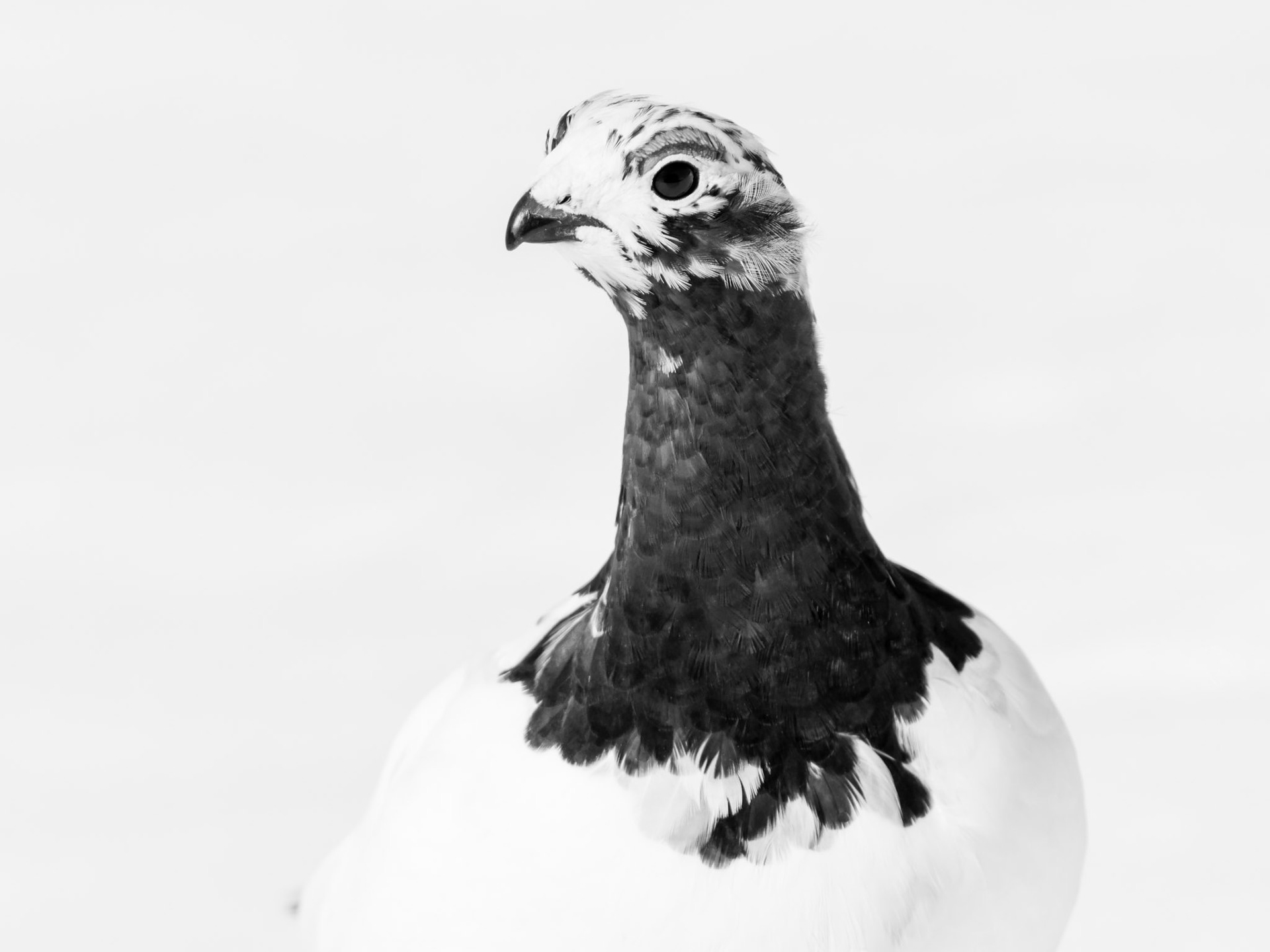 Hallingskarvet/Rype/Ptarmigan/Portrait (Available from NOK 9000, depending on size and print material*)