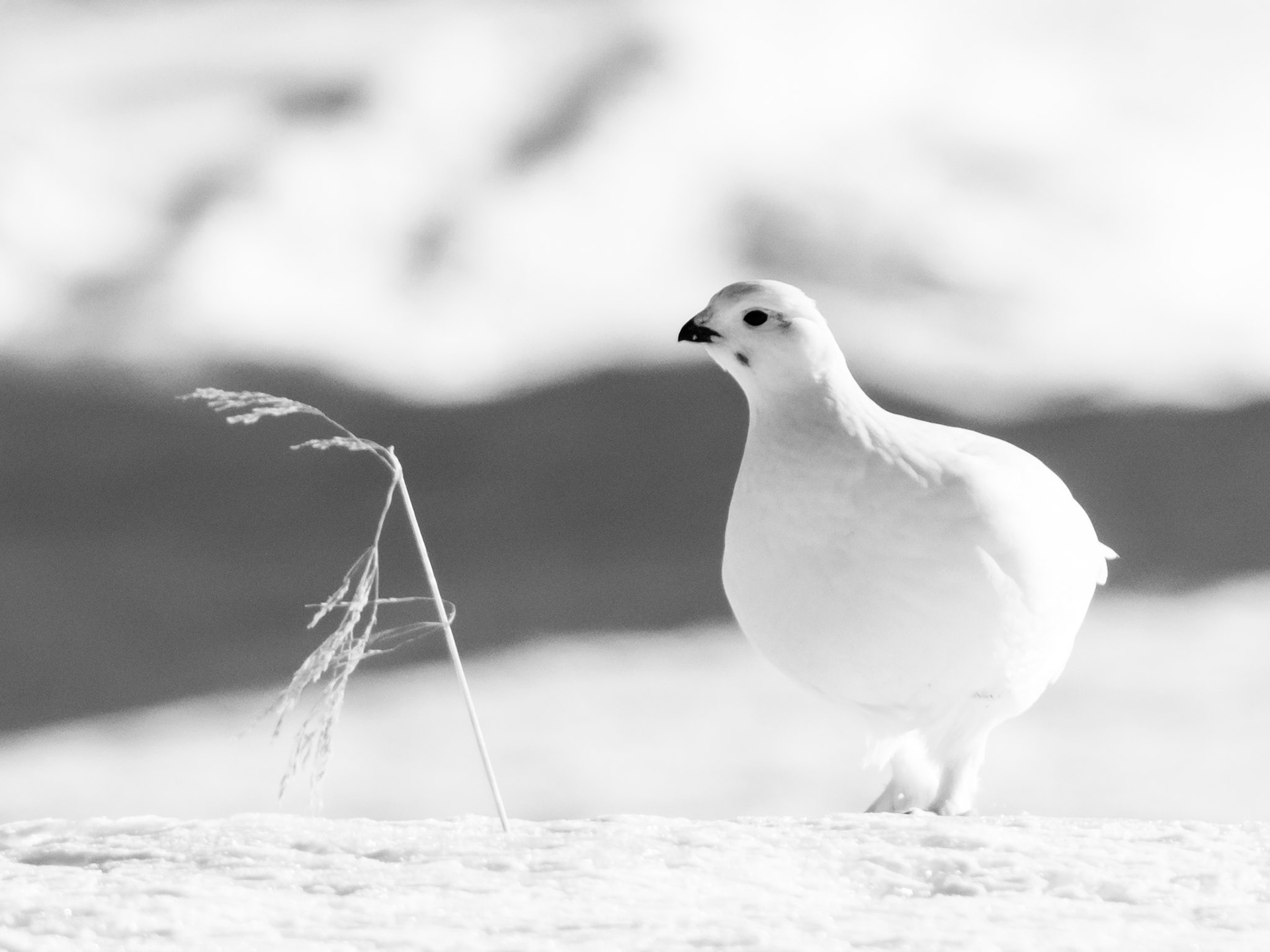 Hallingskarvet/Rype/Ptarmigan (Available from NOK 9000, depending on size and print material*)