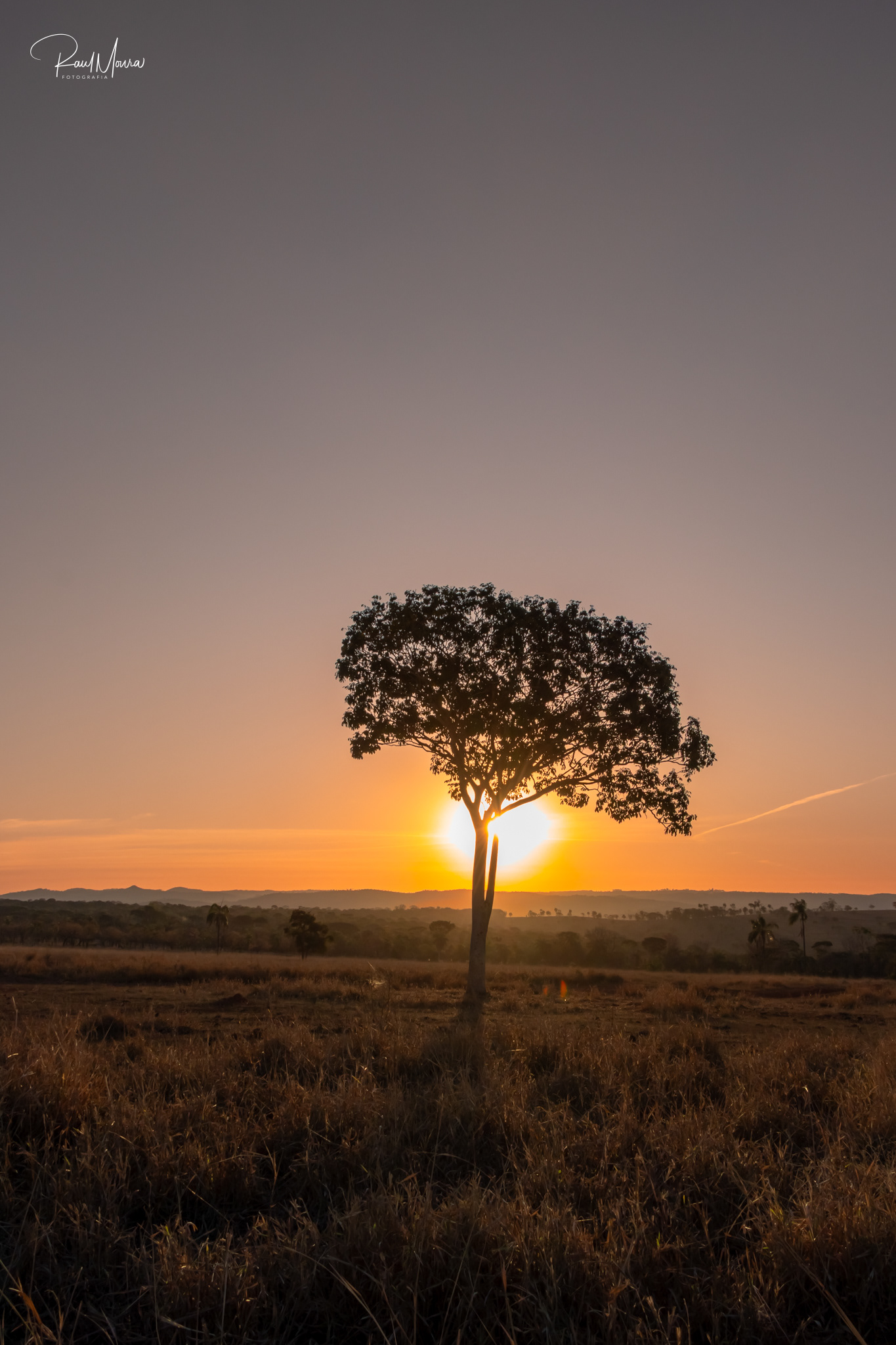 Árvore com o pôr do sol no campo - 02.