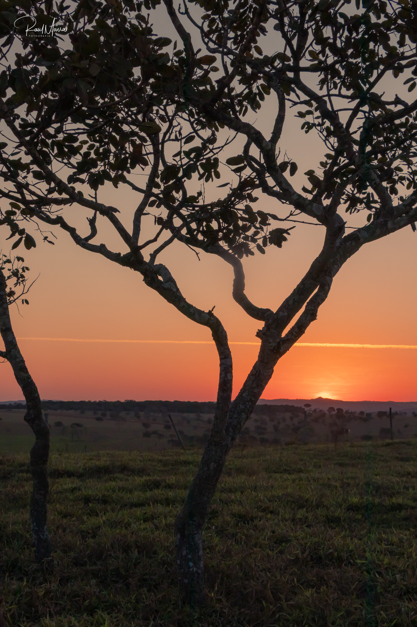 Árvore com o pôr do sol no campo - 03.