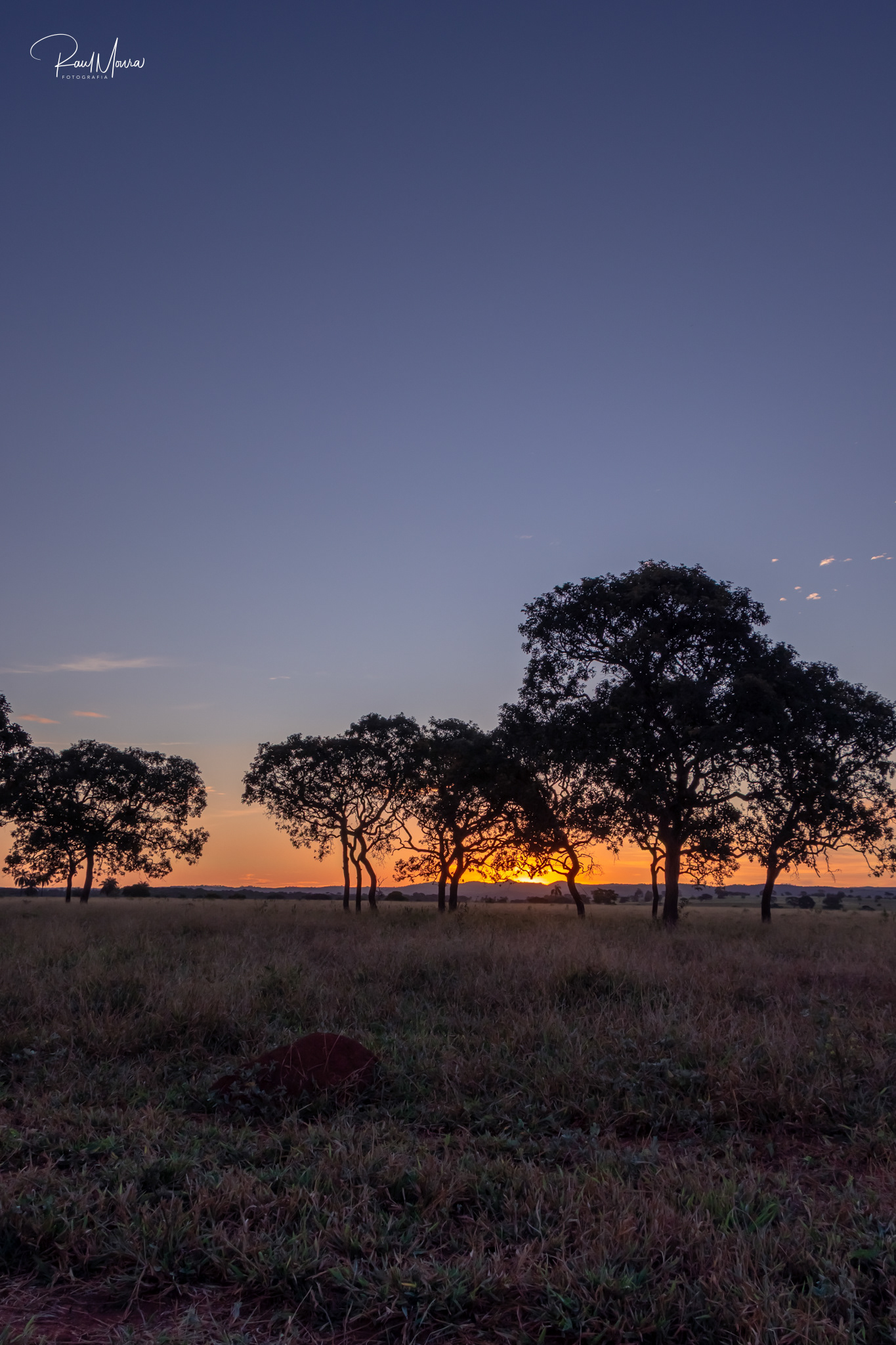 Silhueta das árvores no camp.
