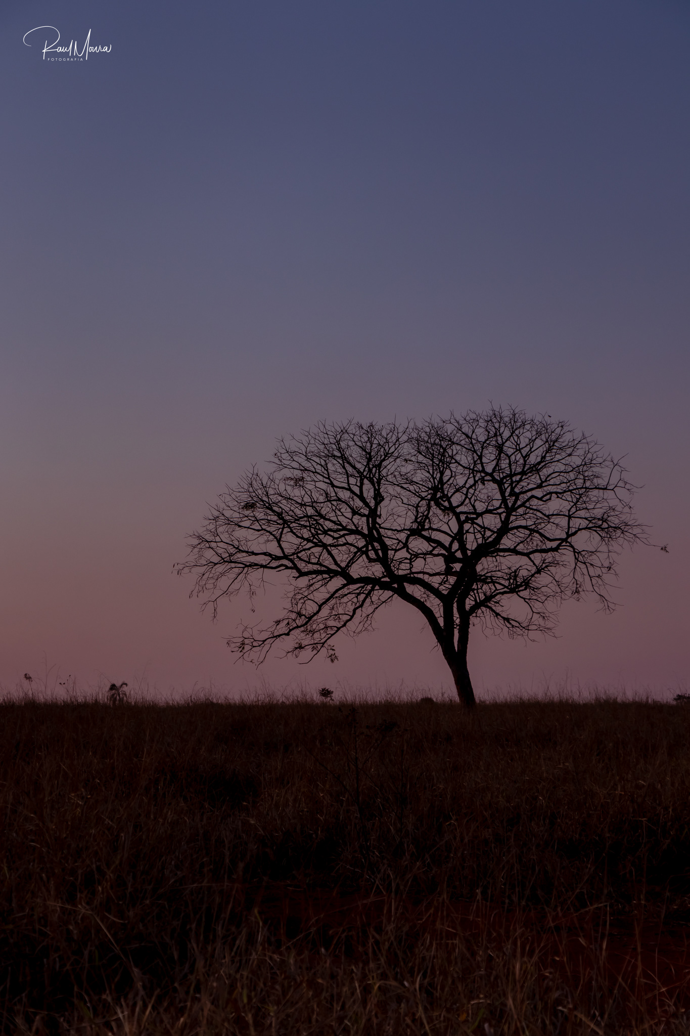 Árvore no campo ao anoitecer - 03.