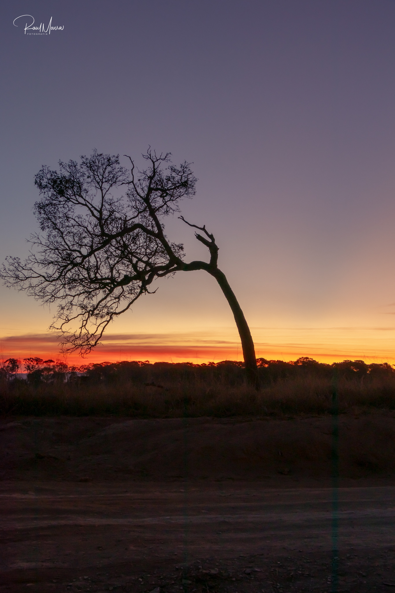 Árvore no campo com o crepúsculo.