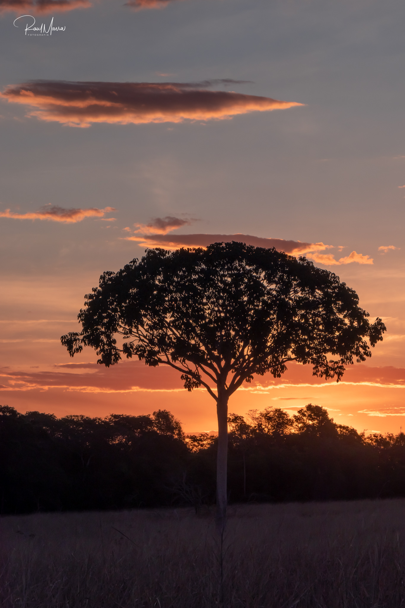 Árvore no campo com céu colorido.