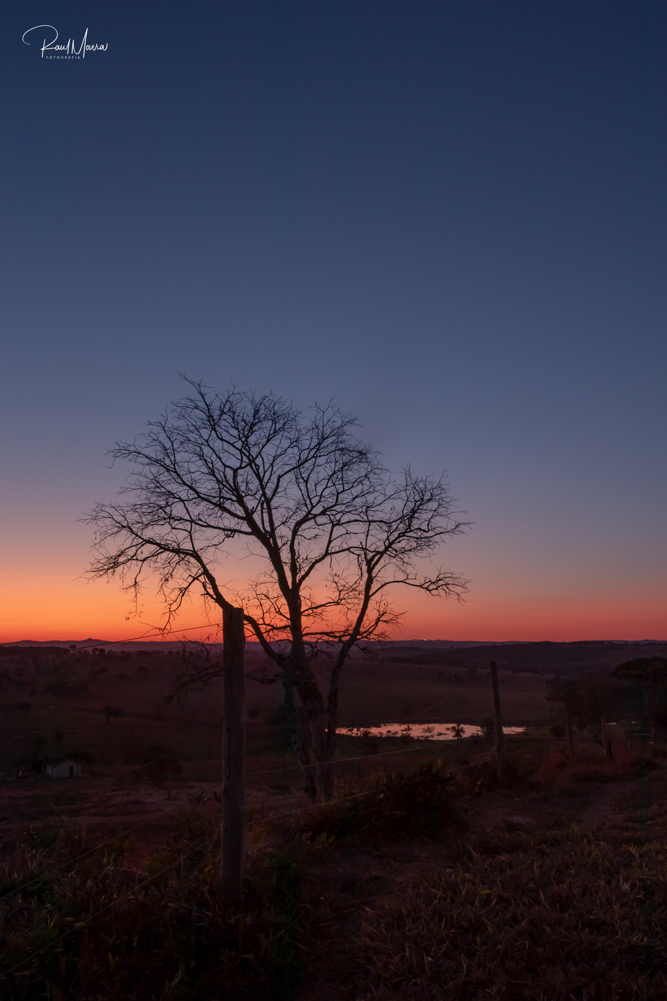 Árvore no campo com o crepúsculo - 02.