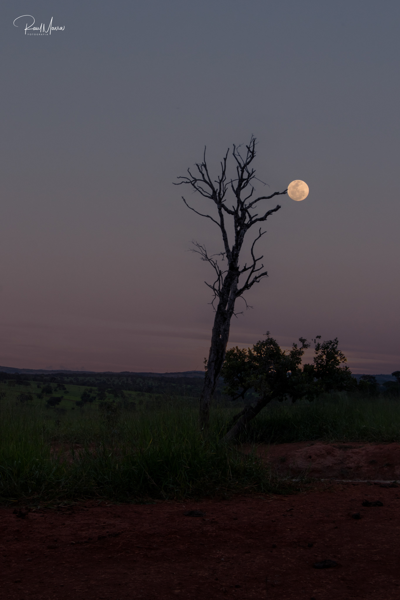 A árvore e a lua - 02.