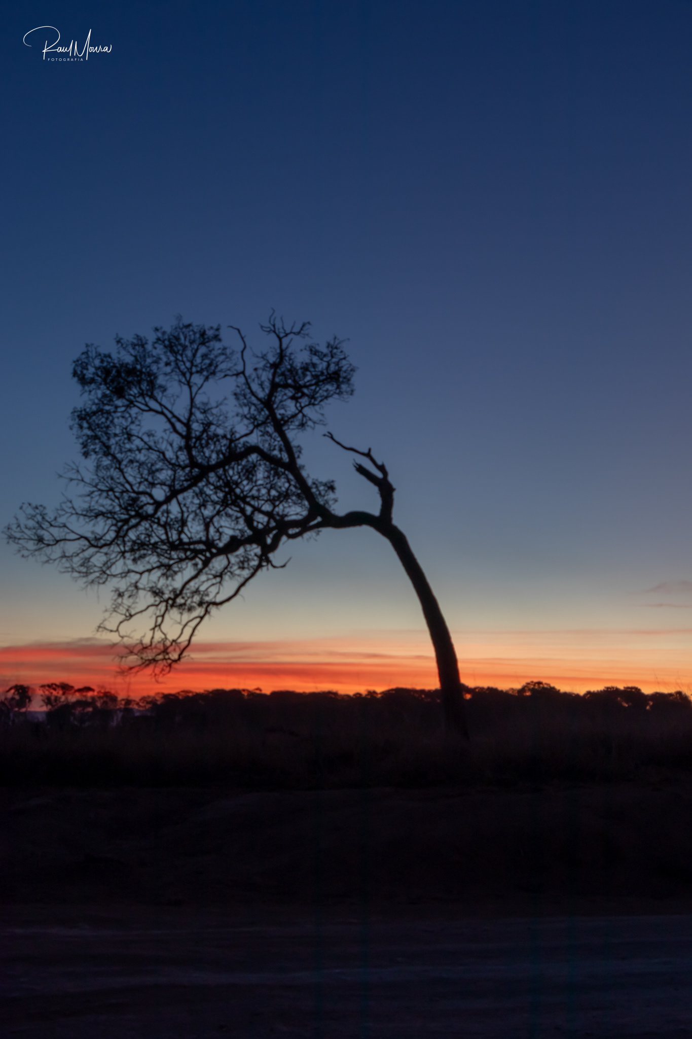 Árvore no campo ao anoitecer - 04.
