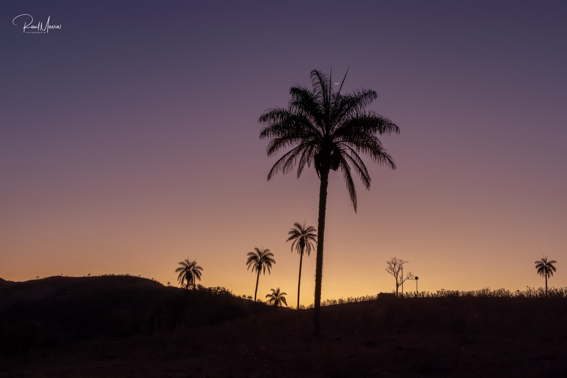 Palmeiras no campo com o crepúsculo - 02.