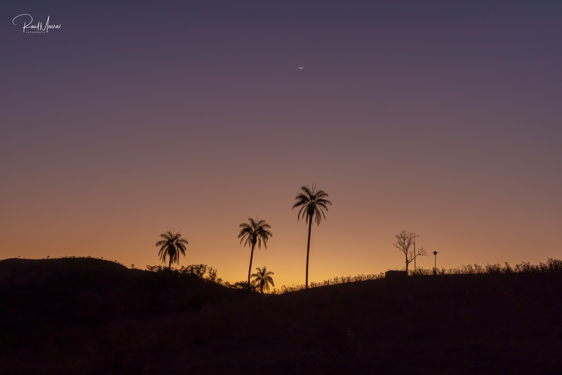 Palmeiras no campo com o crepúsculo - 03.