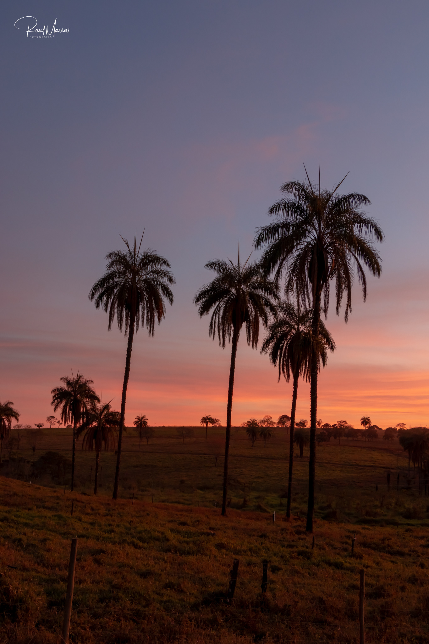 Palmeiras no campo com o crepúsculo - 06.